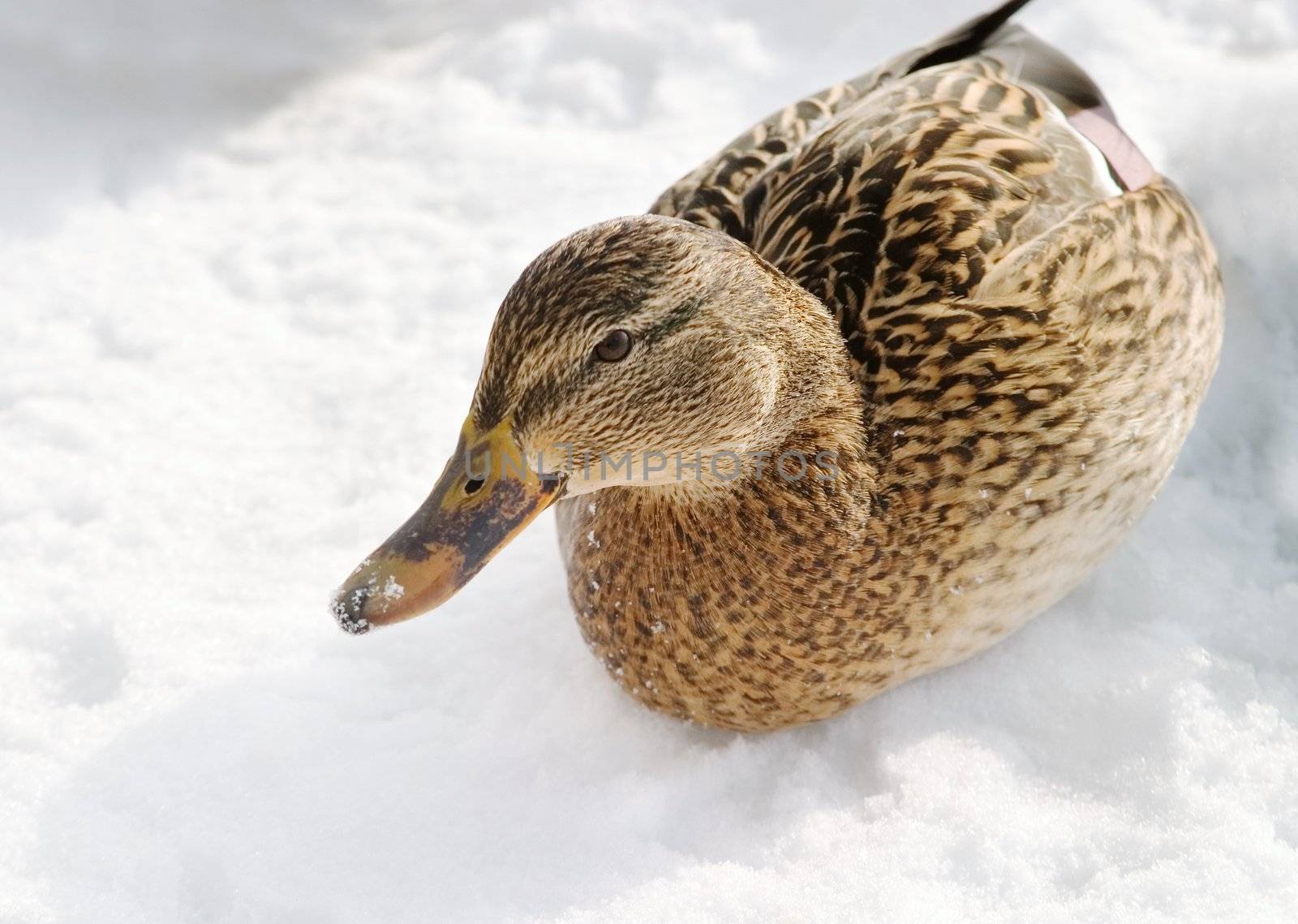 A mallard duck on a background of snow and ice.