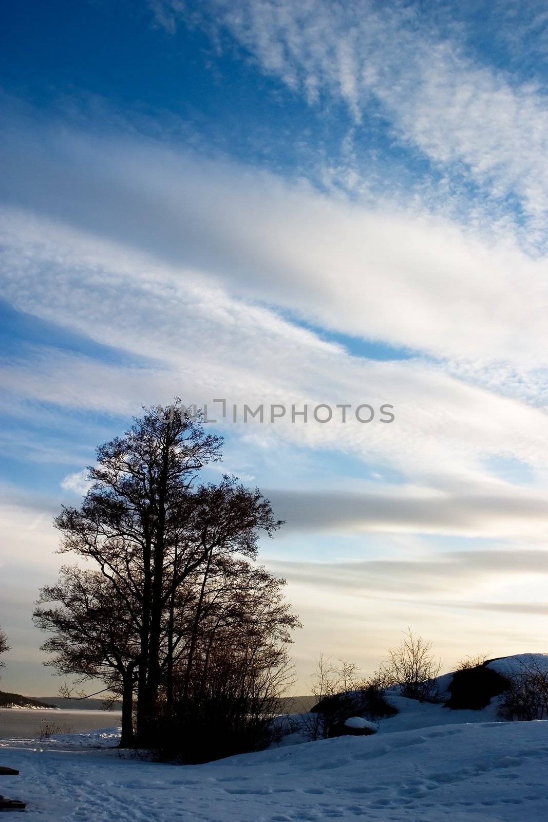 A landscape shot of a large tree standing by the ocean in the sunset