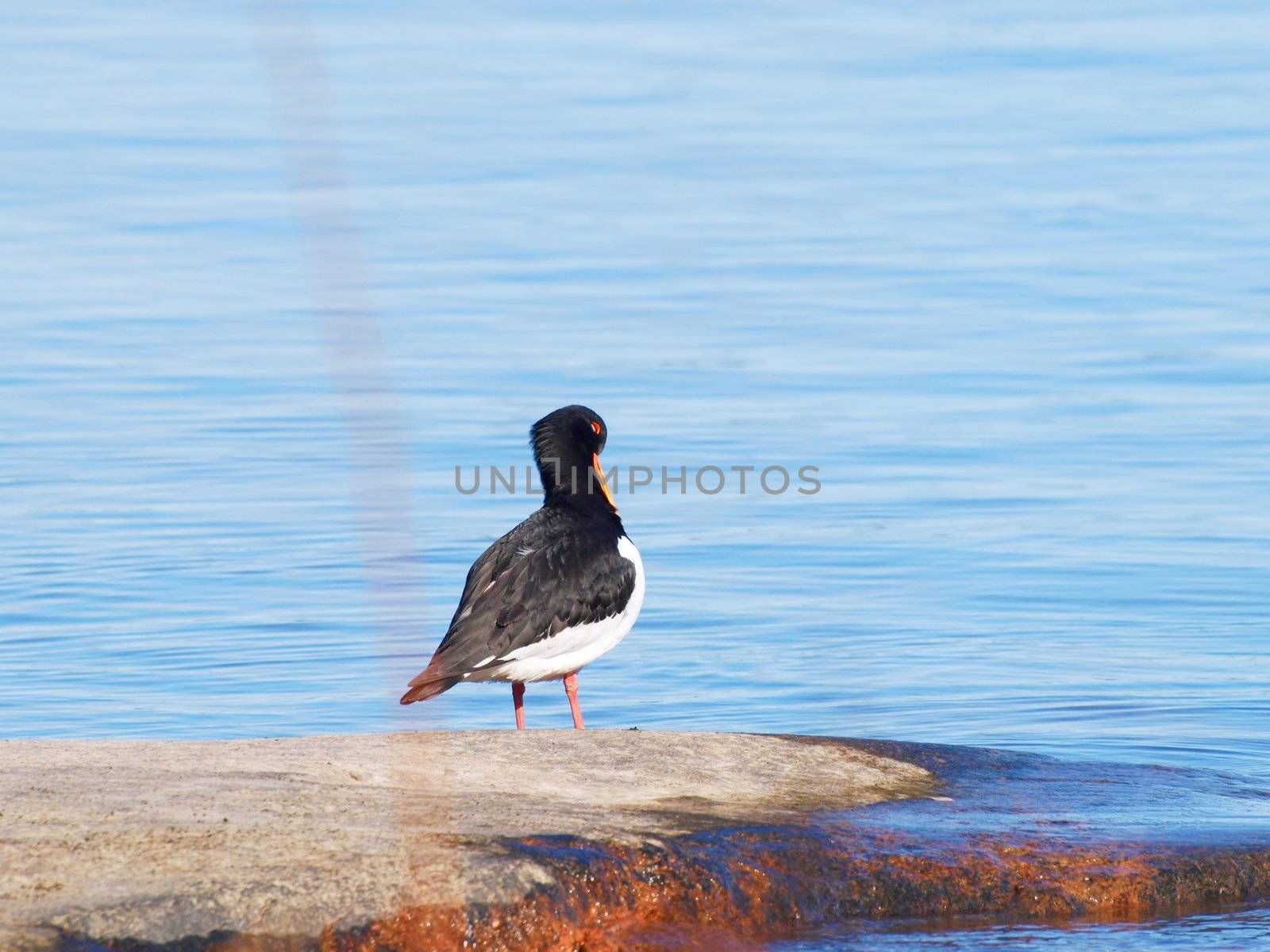 Oystercatcher, from the family Haematopodidae, on a mountain next to the blue sea in the background
