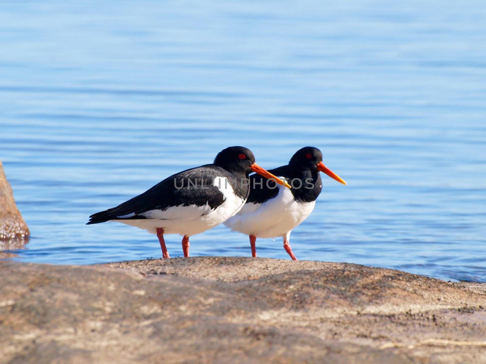 Couple of oystercatchers, from the family Haematopodidae, on a mountain next to the blue sea in the background