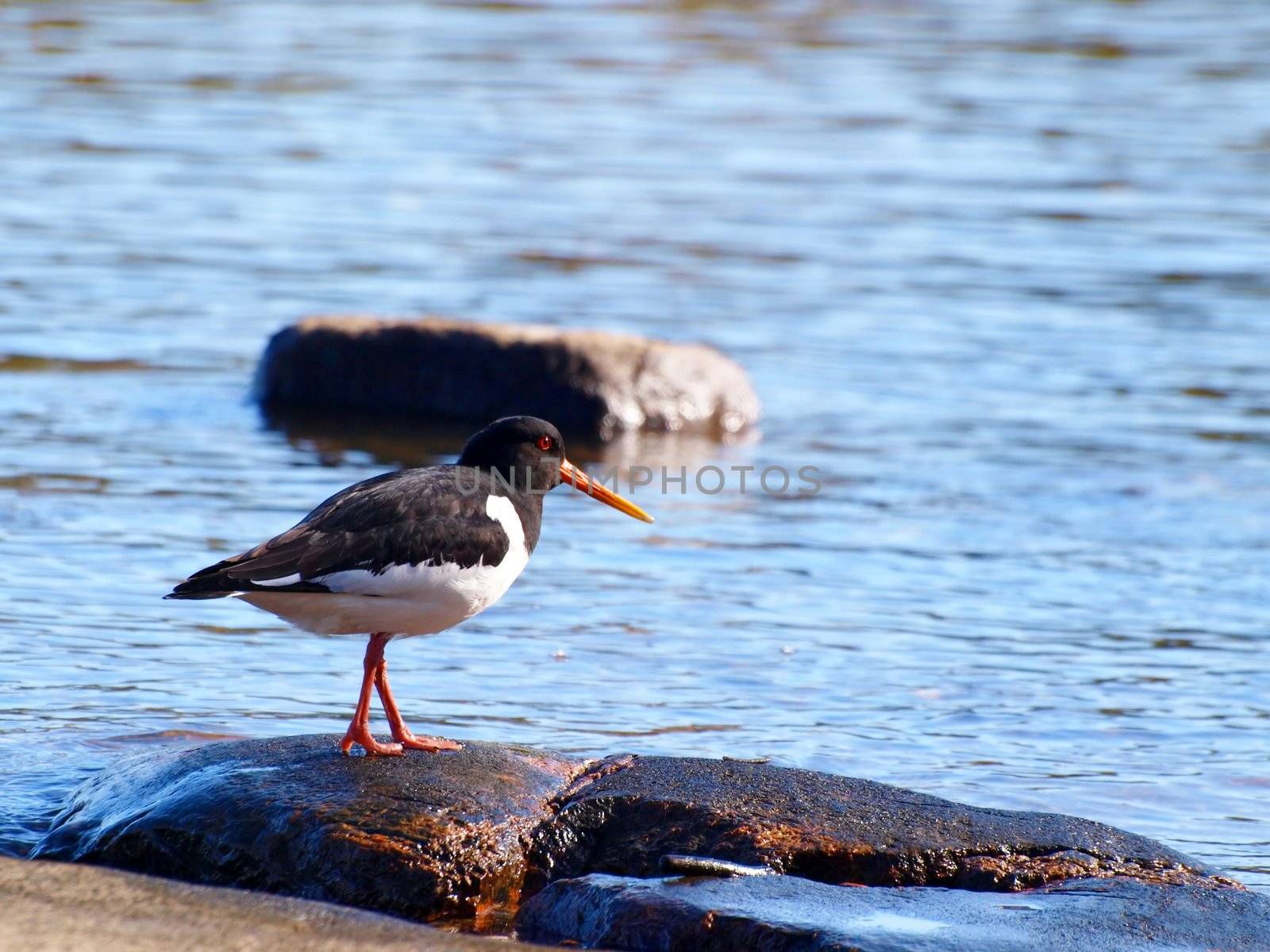 Oystercatcher, from the family Haematopodidae, on a mountain next to the blue sea in the background