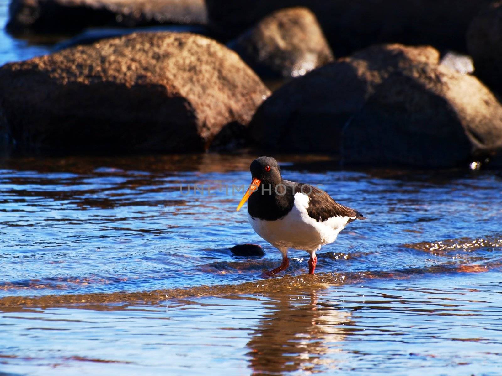 Oystercatcher, from the family Haematopodidae, wading for food in the blue sea water