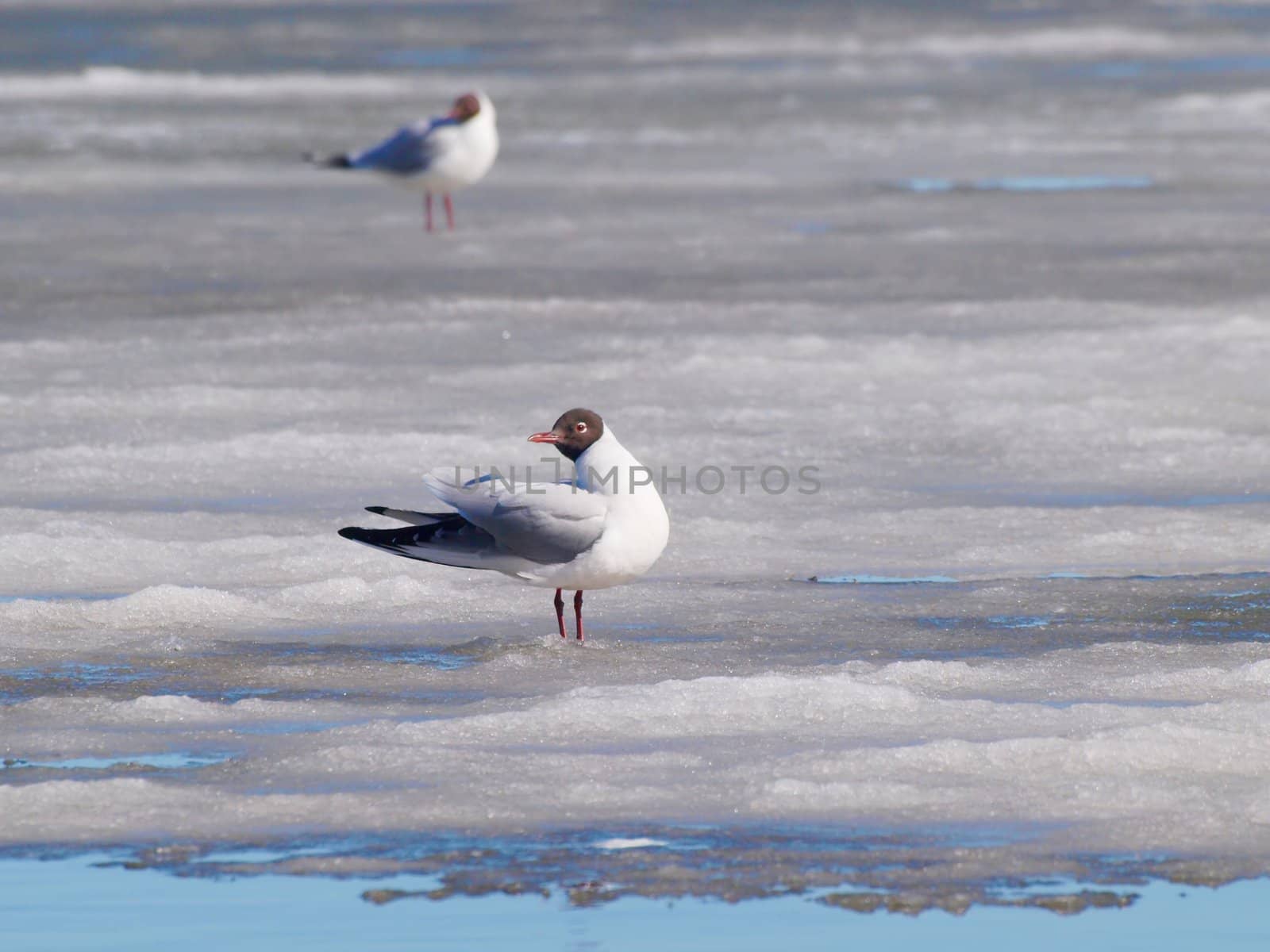 Hooded seagull resting on the melting ice on the sea at spring