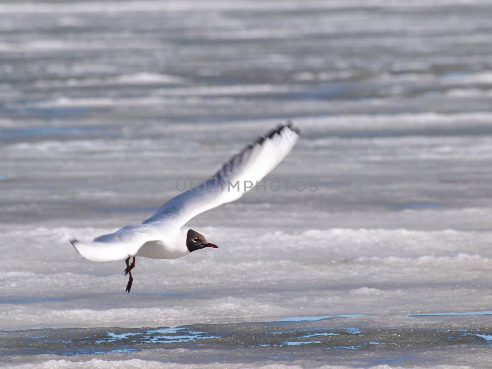 Hooded seagull taking off from the icey water at spring