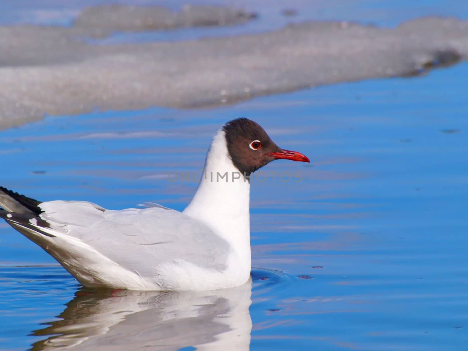 Hooded seagull swimming in clear blue water with some ice in the back at spring