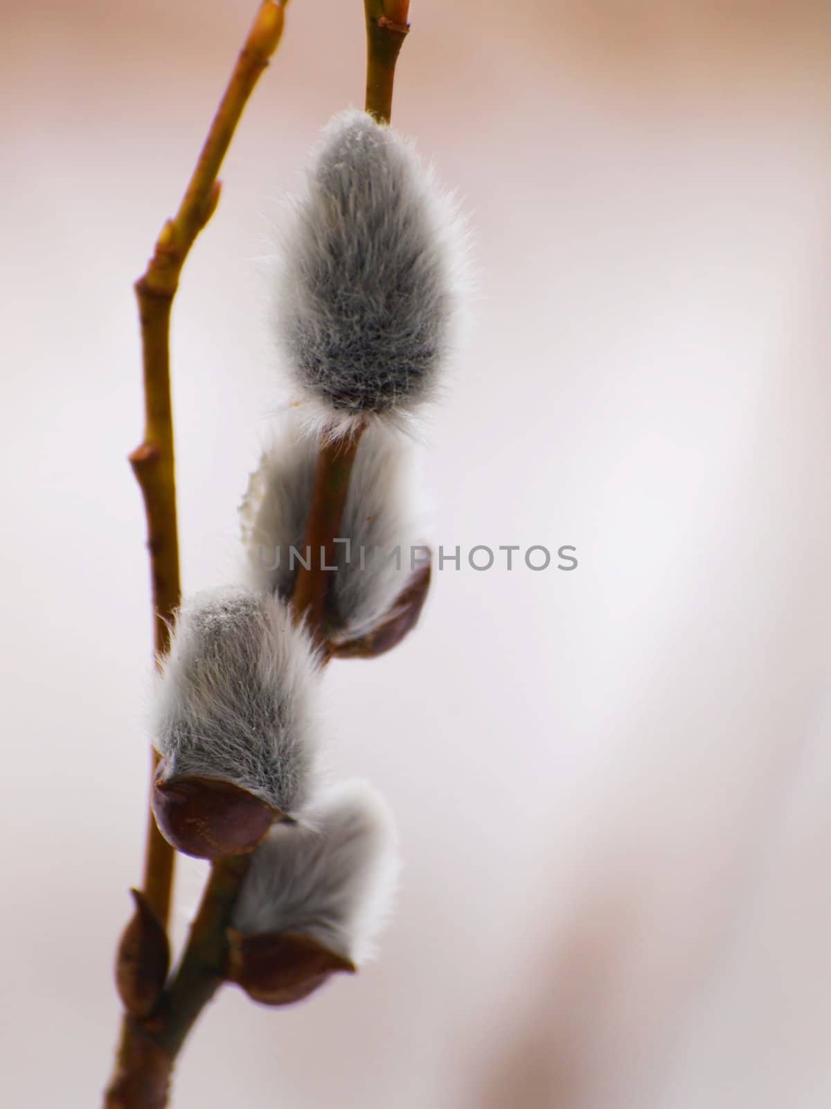4 catkin of pussy willows
