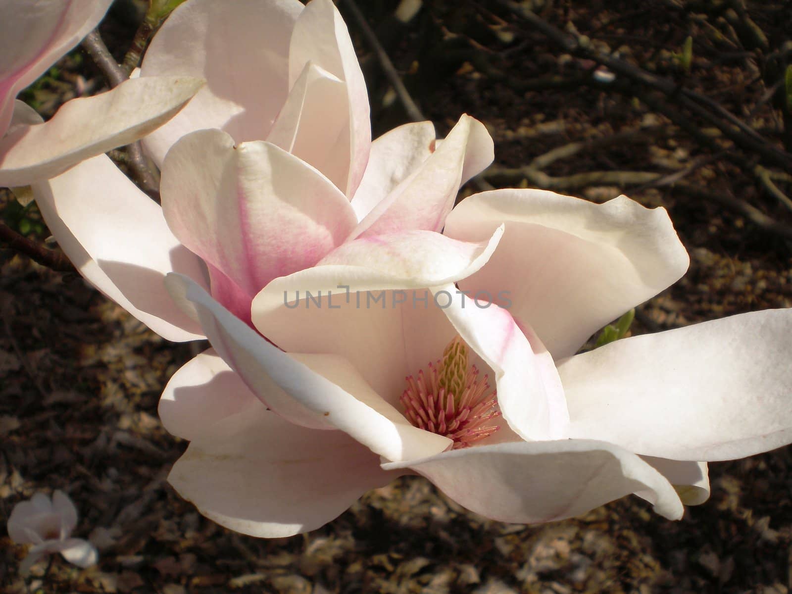 magnolia by islav