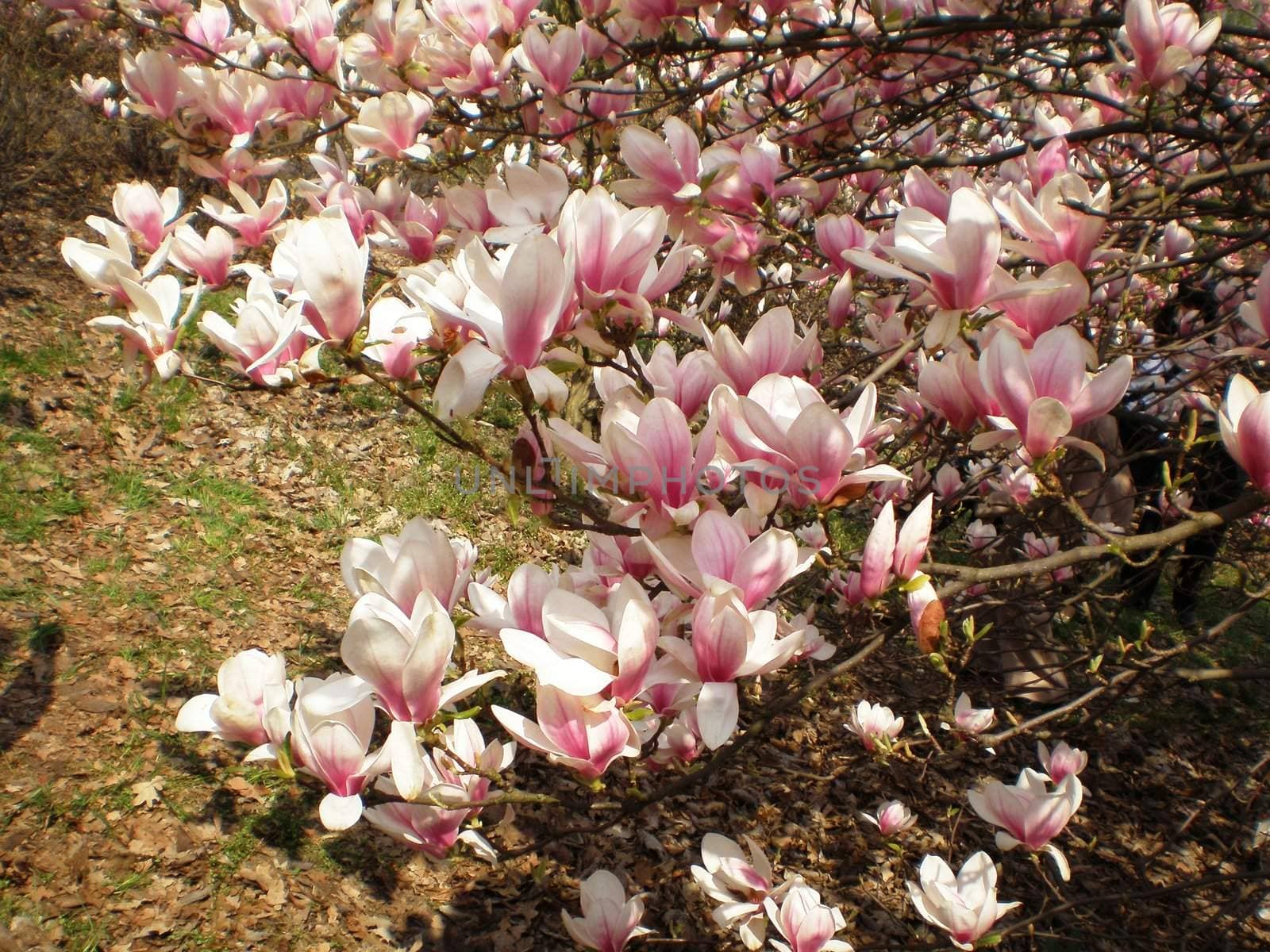 flower of magnolia by islav