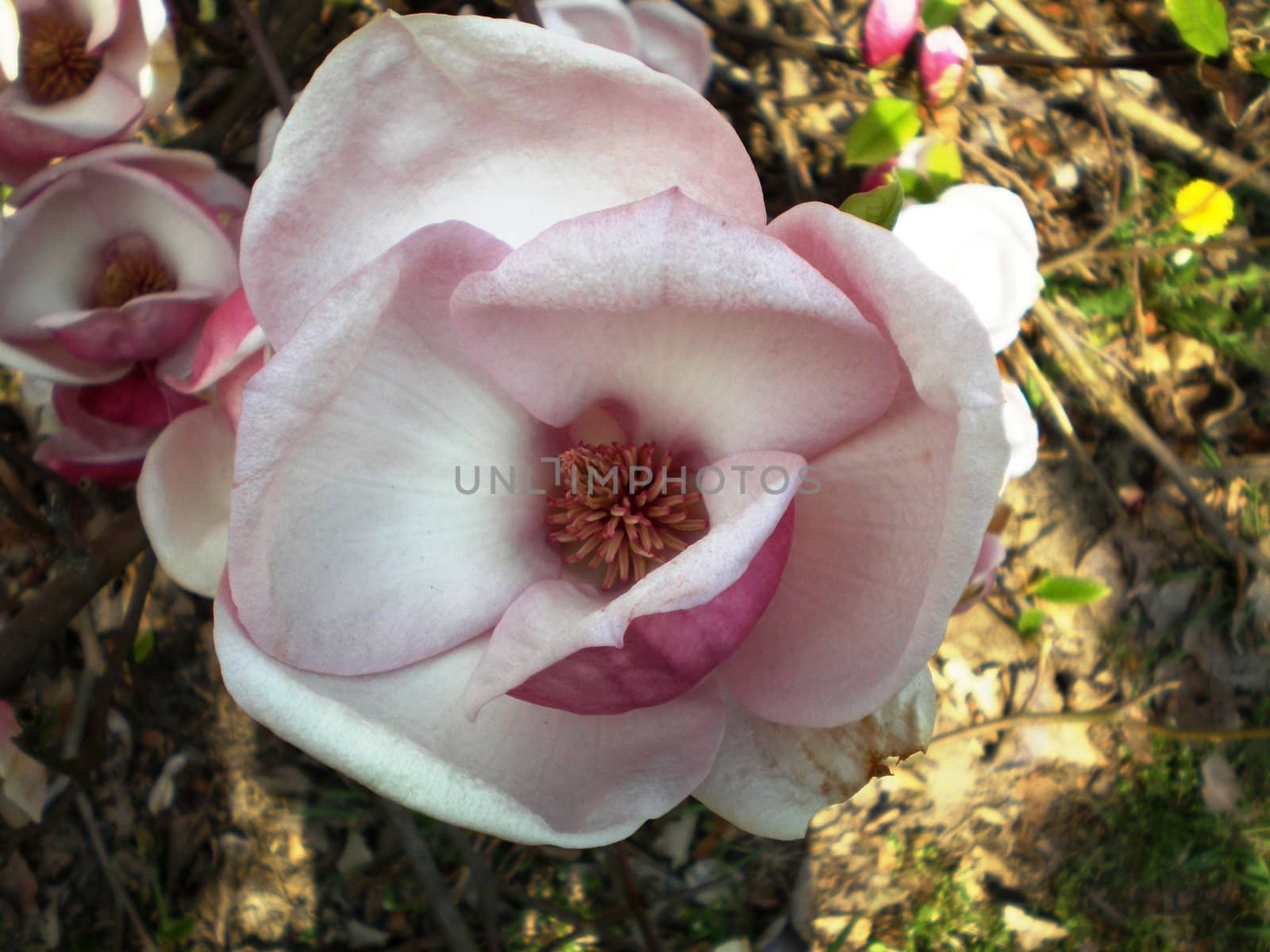 flower of magnolia