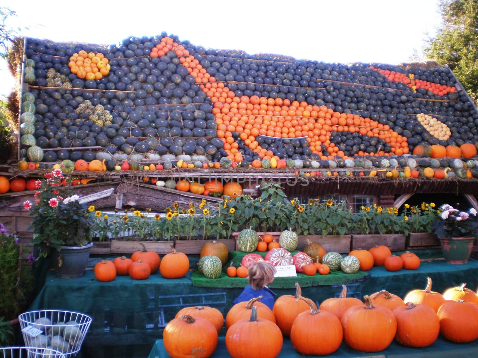 Cucurbita, pumpkin, pumpkins,