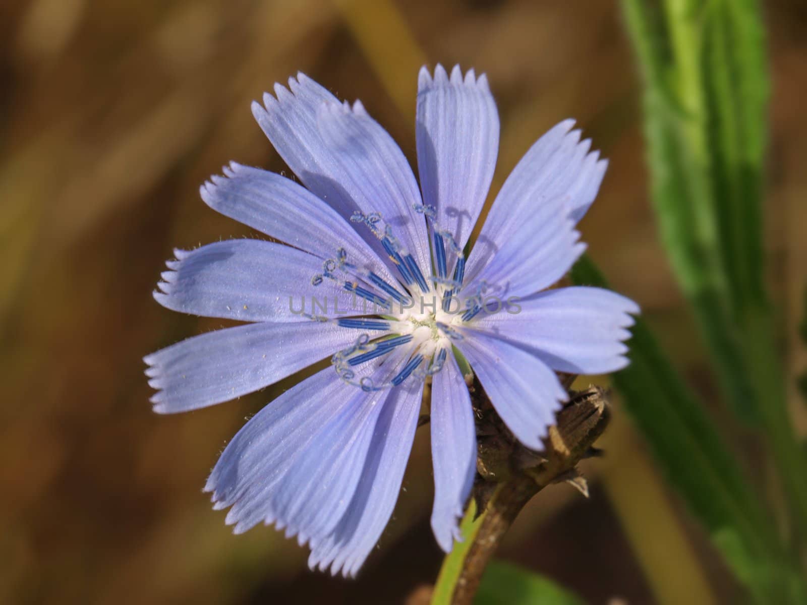 close up image of a blue flower