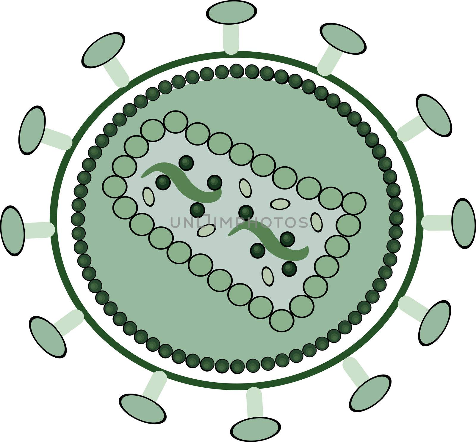 Microbiological structure of the AIDS virus