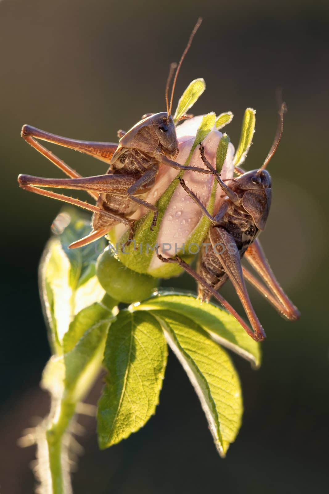 Two grasshoppers sits on the flower in evening light