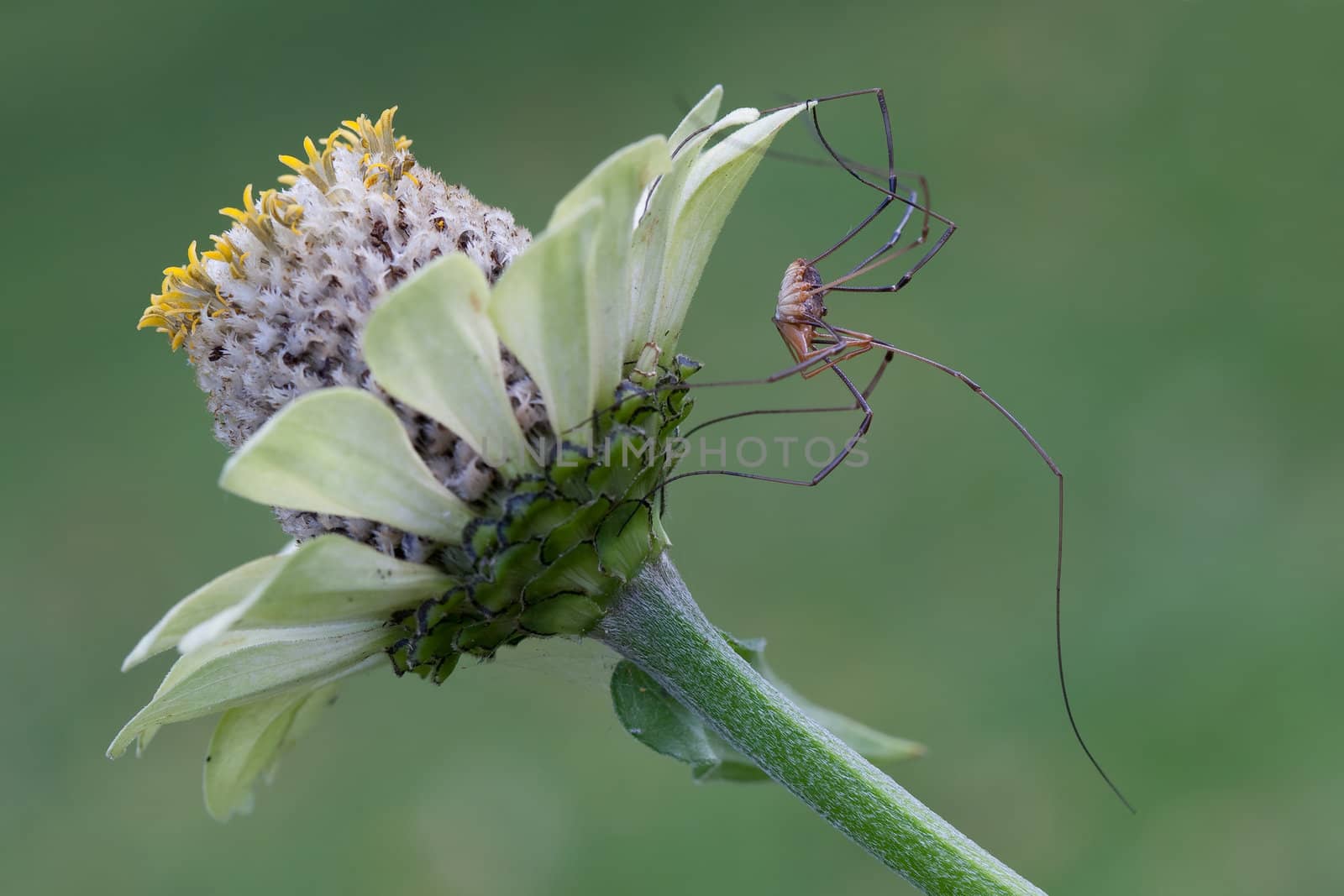Long-legged spider on Echinacea flower in green background