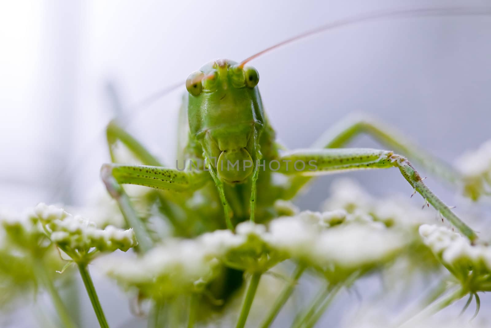 Grasshopper portrait on the white flowers in sky-blue background