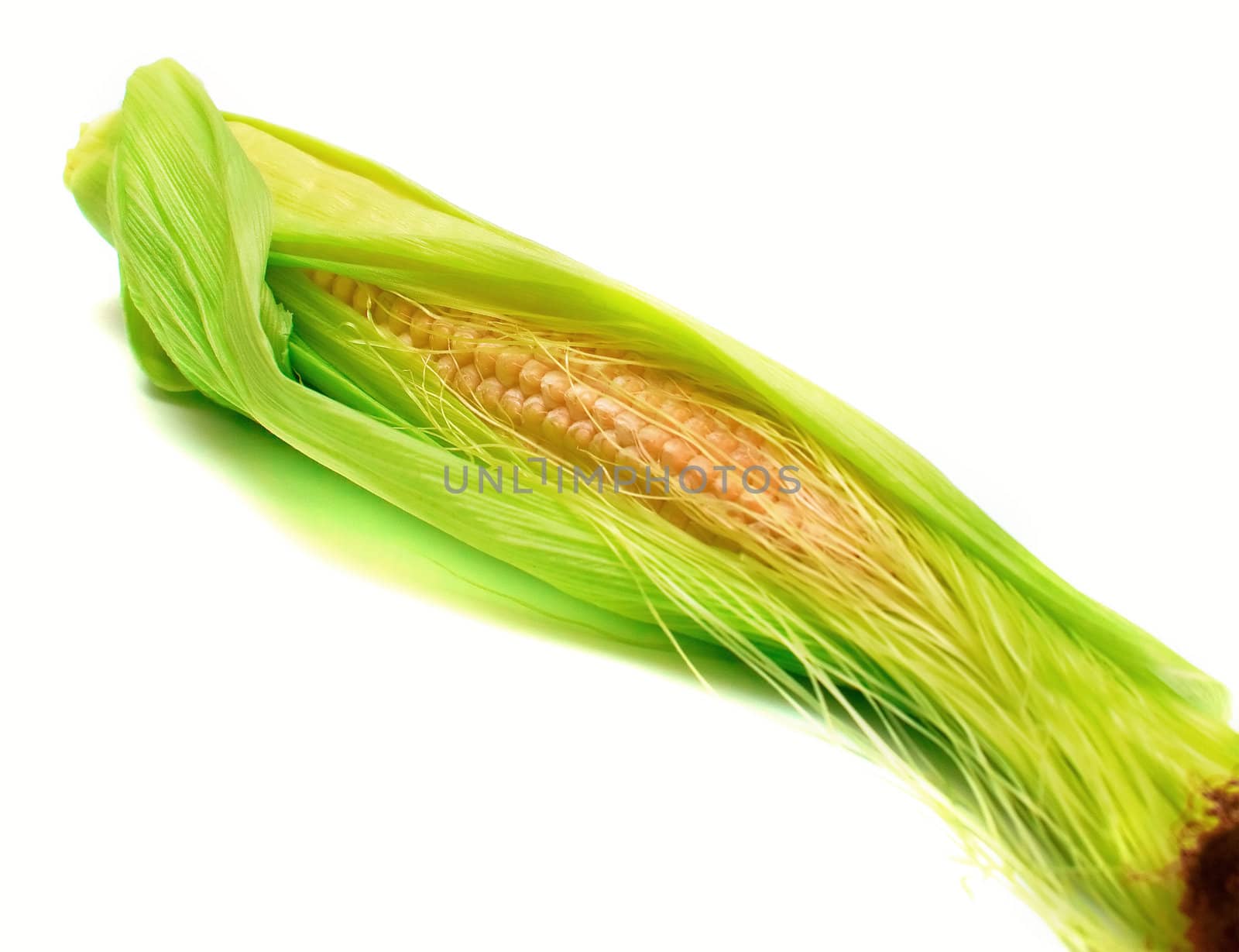 Freshly harvested corn on white background, close up. Isolation, shallow DOF