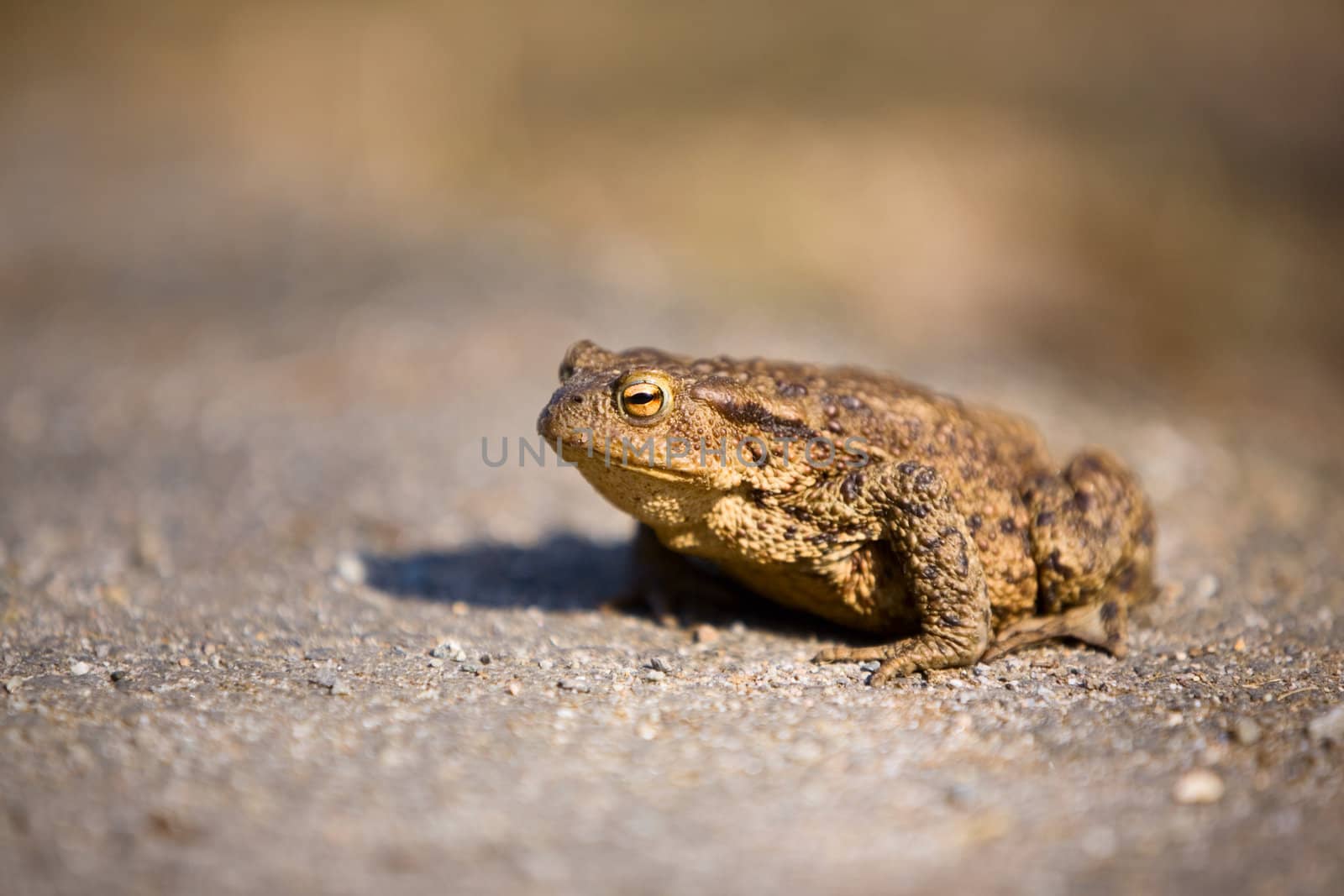 A close up detail of a bullfrog on pavement, taken with a shallow depth of field.