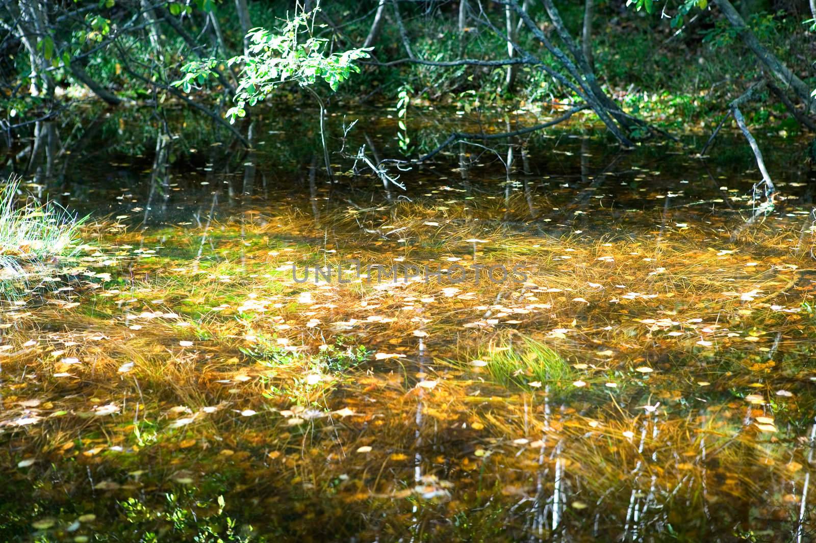 Reflections of yellow, red and orange leaves in a small pool of water in the forest.