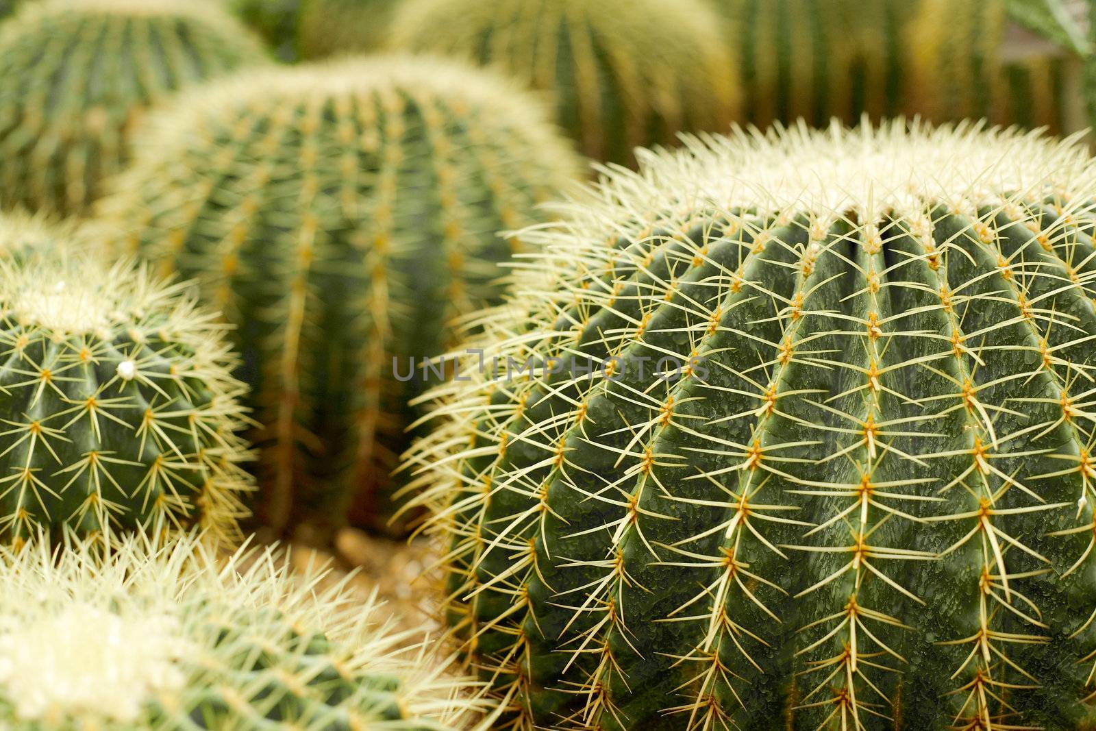 cactus , echinocactus grusonii, golden barrel cactus