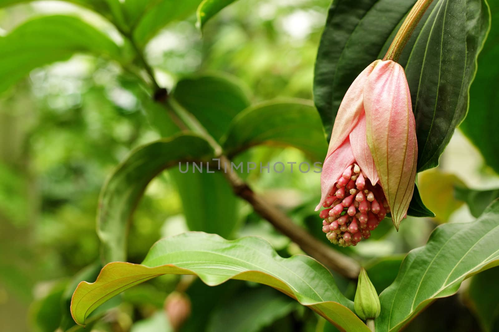 rose grape, medinilla magnifica, melastomataceae