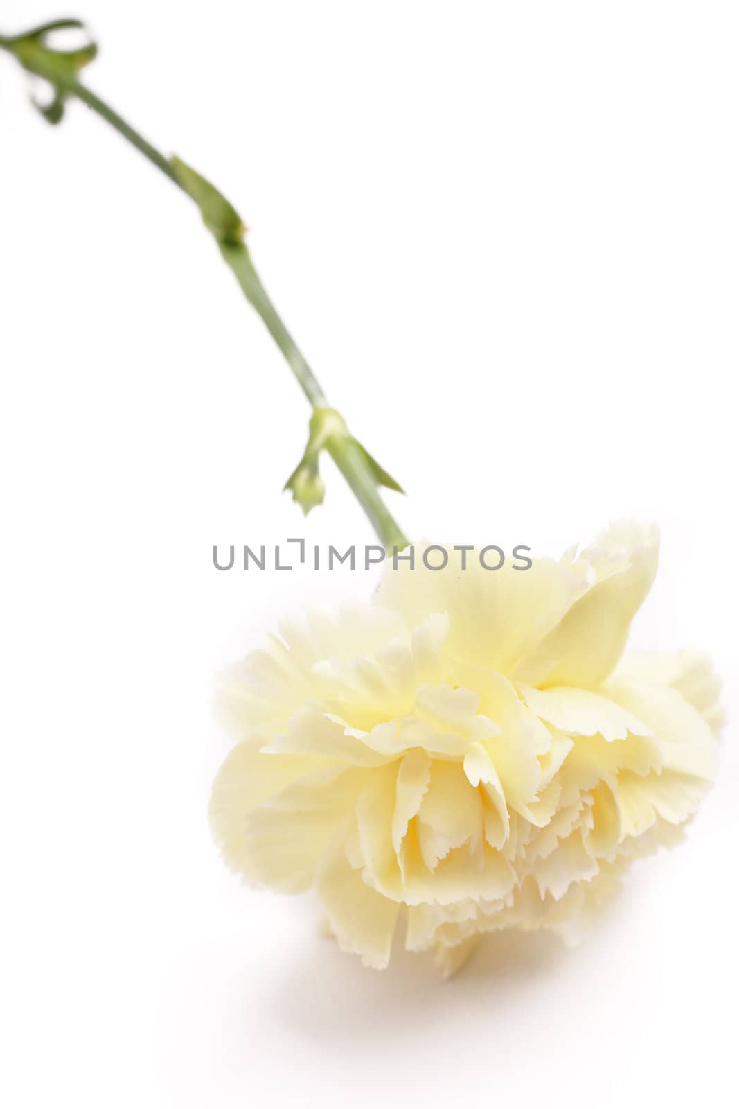 carnation, flower for mother day