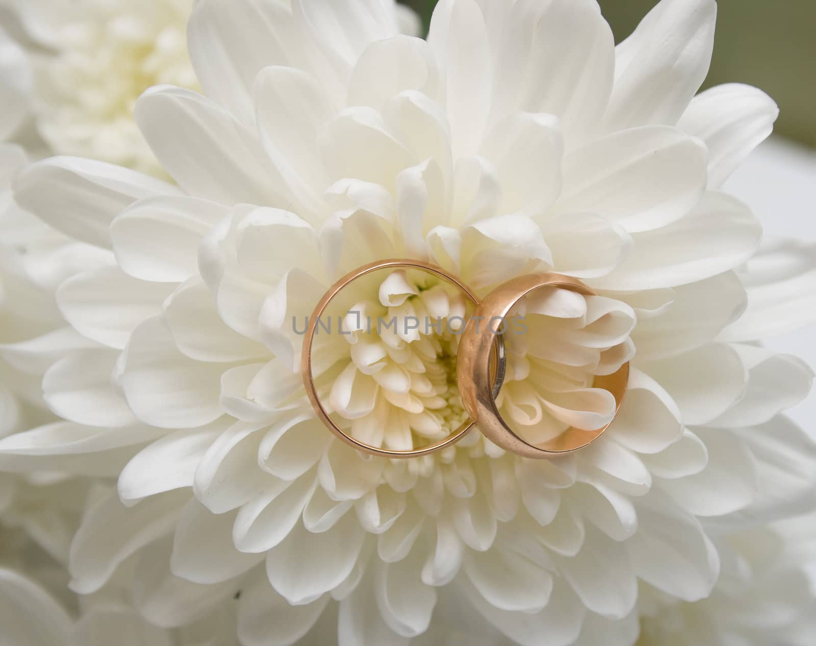 Two wedding rings on a white chrysanthemum. A wedding background