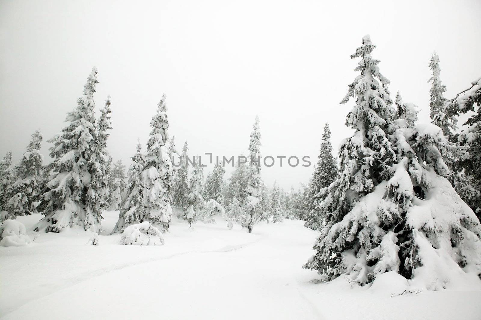 White winter texture and mood image.  A winter setting with lots of snow.