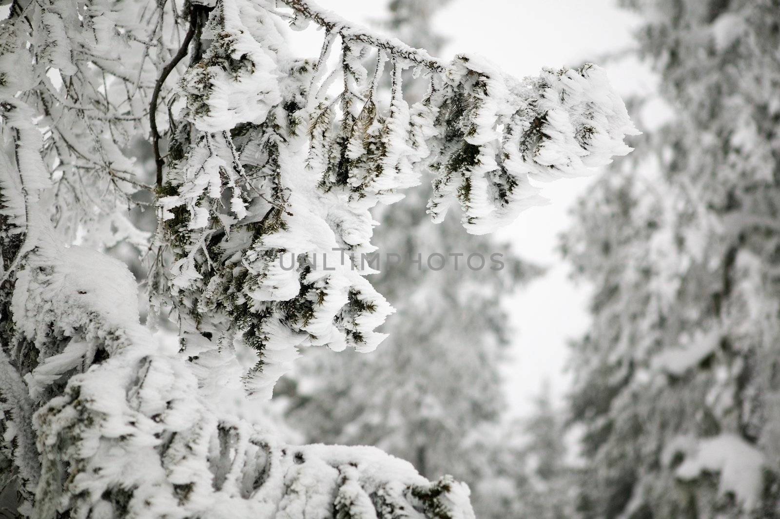 White winter texture and mood image.  A winter setting with lots of snow.