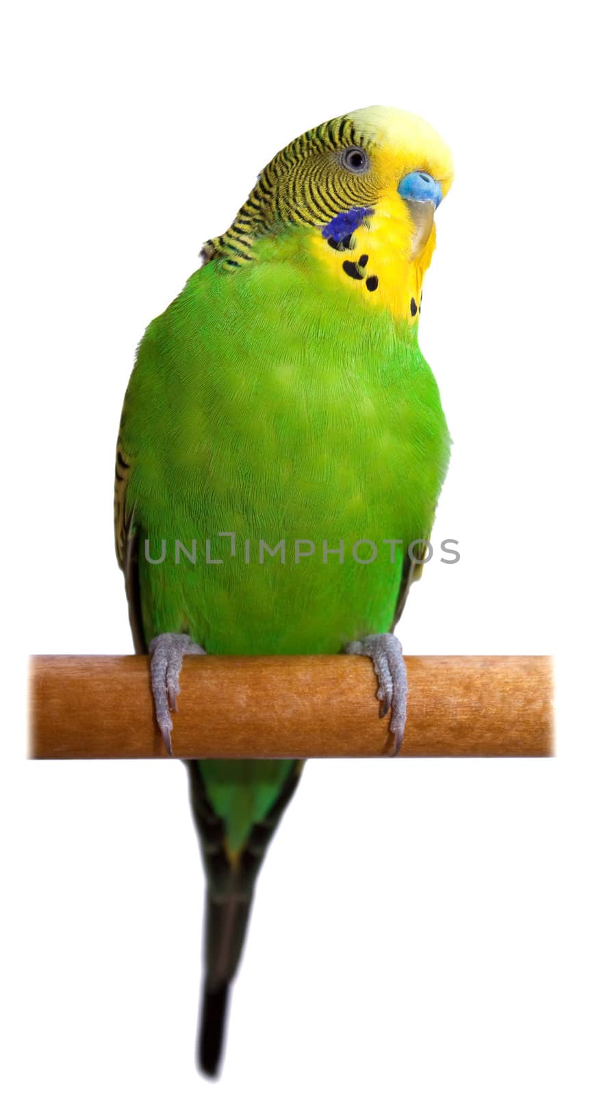 Australian Green Parrot isolated on the white background