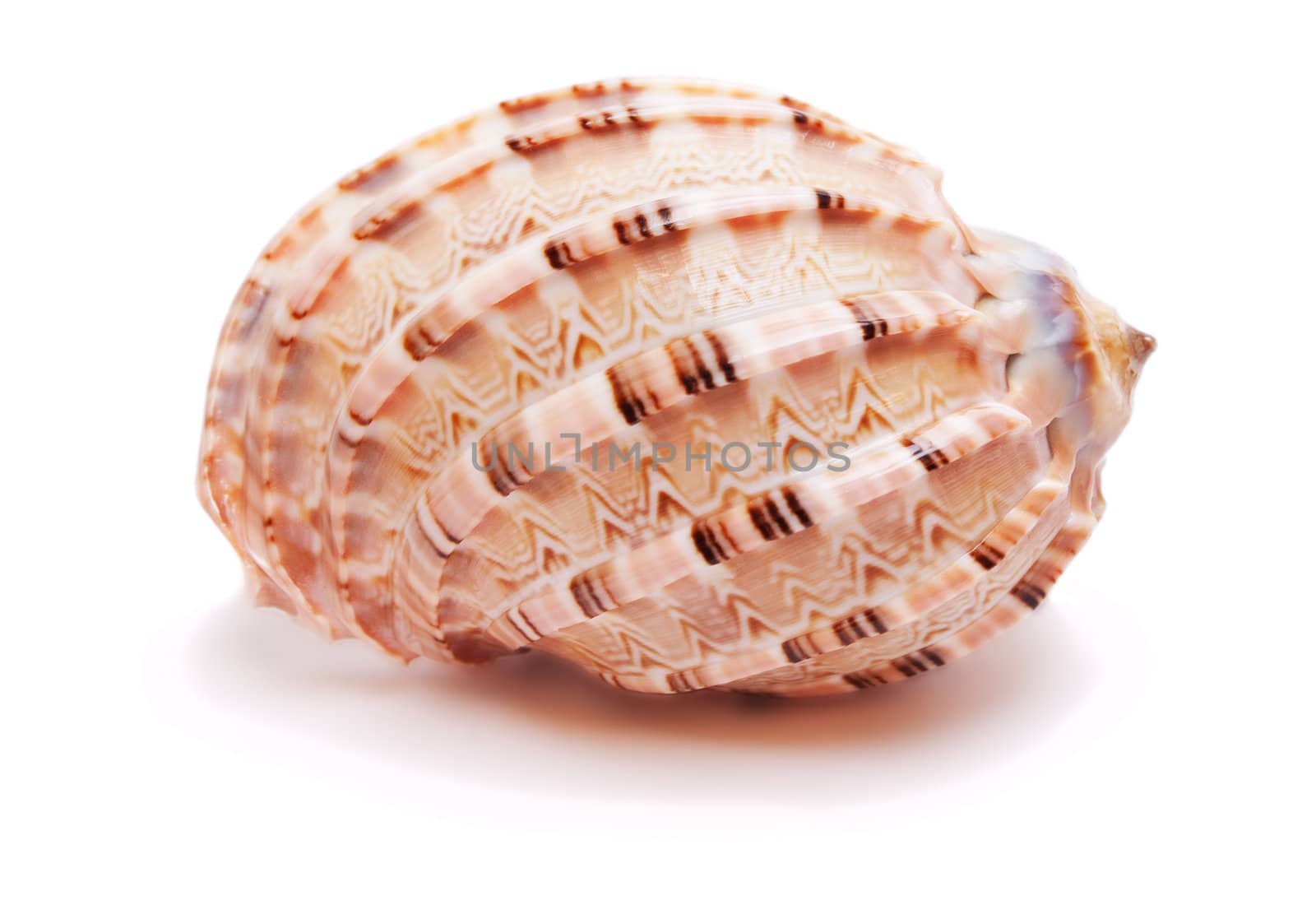 Pink Seashell isolated on the white background