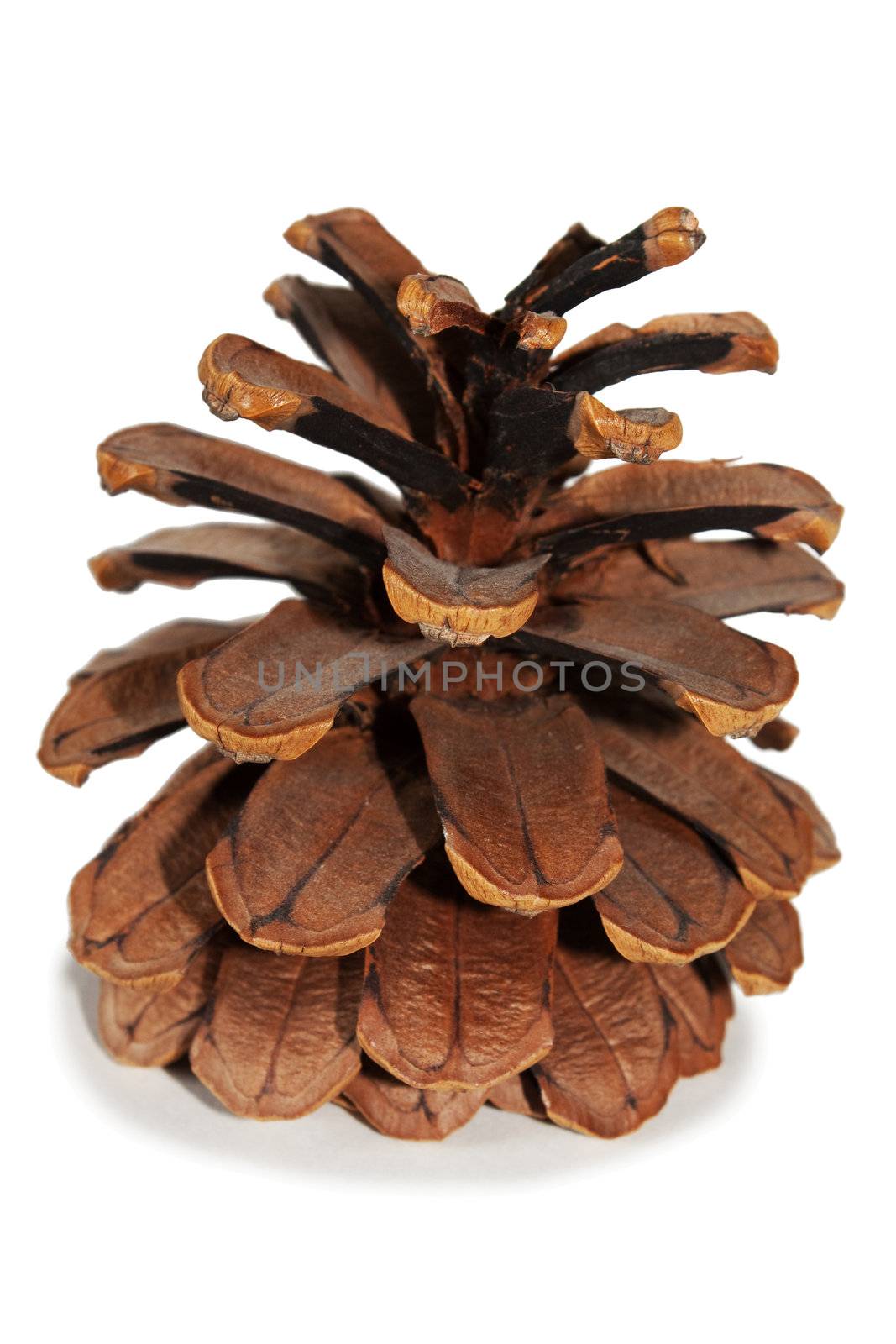 Old Dry Pinecone isolated on the white background