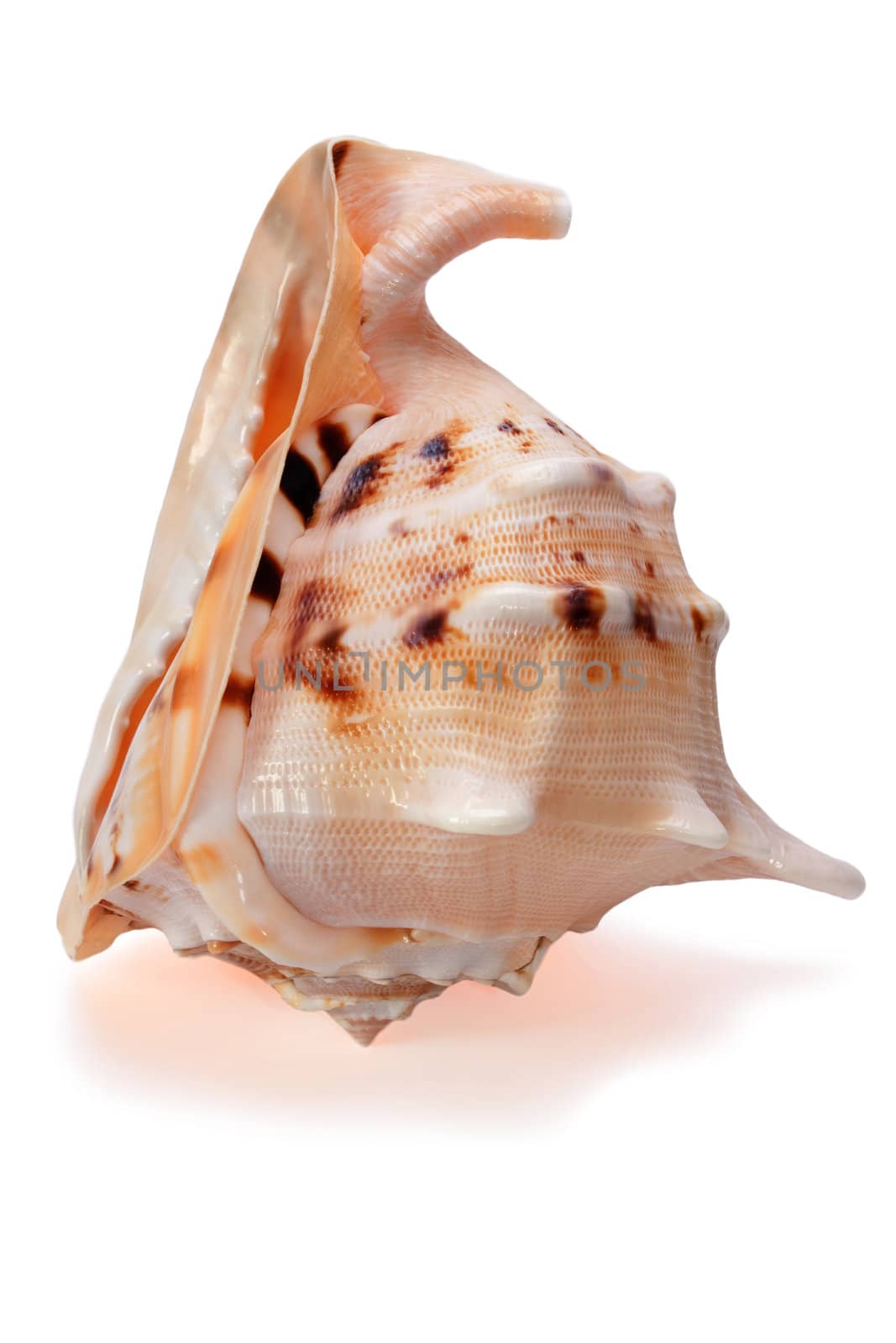 Cassis cornuta Seashell isolated on the white background