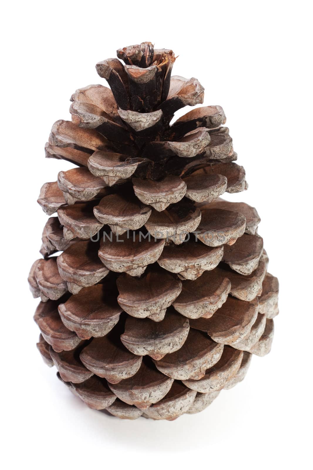 Big Dry Pinecone isolated on the white background