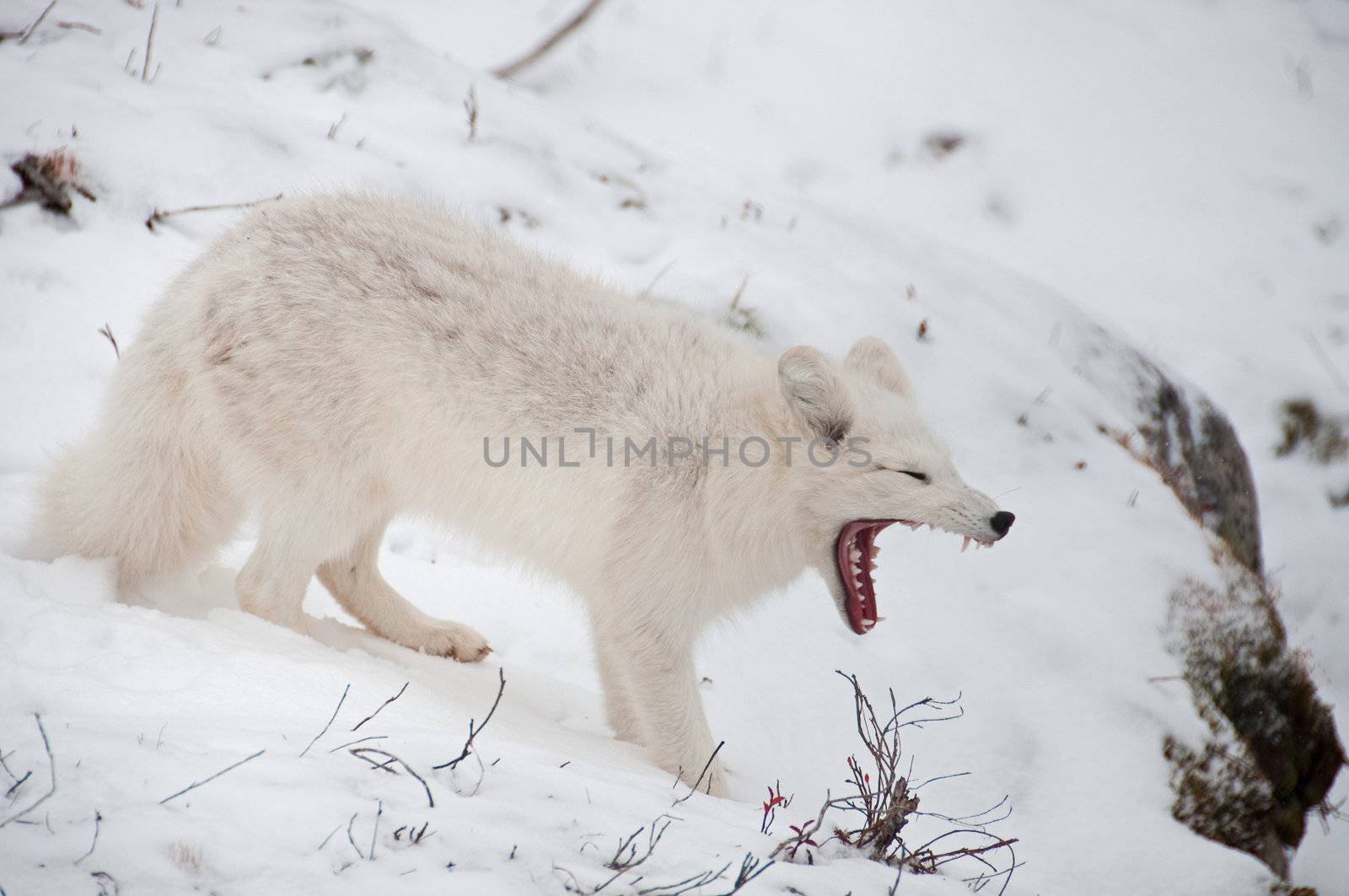 An arctic fox in winther and snow.