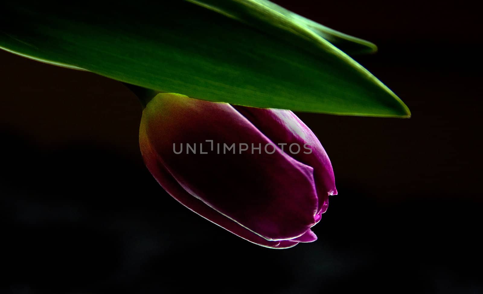 Lilac tulip by GryT