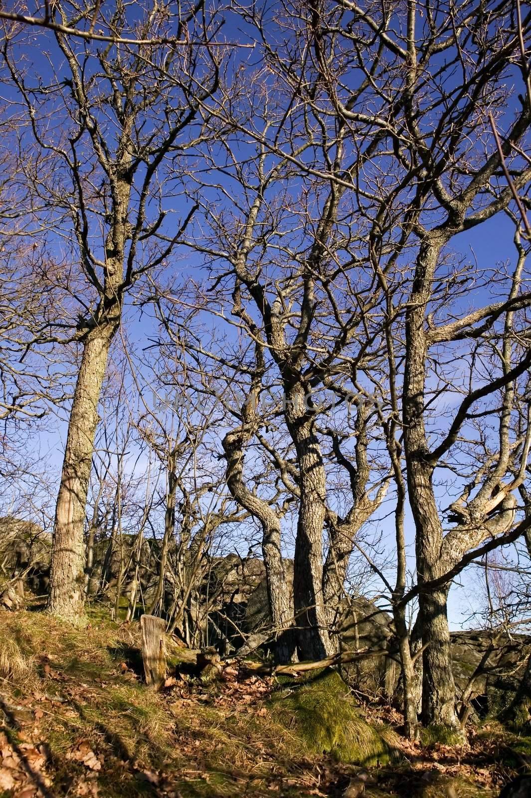 Gnarled trees without any leaves against a blue sky.