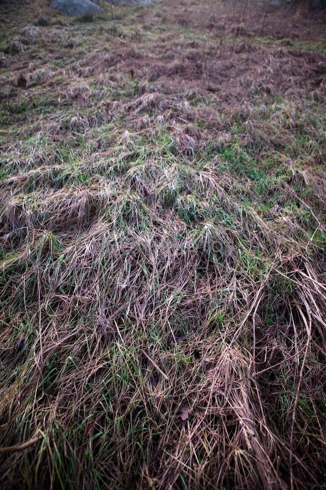 A background texture image of frozen grass lyeing down.  The image has a dark spookey feel