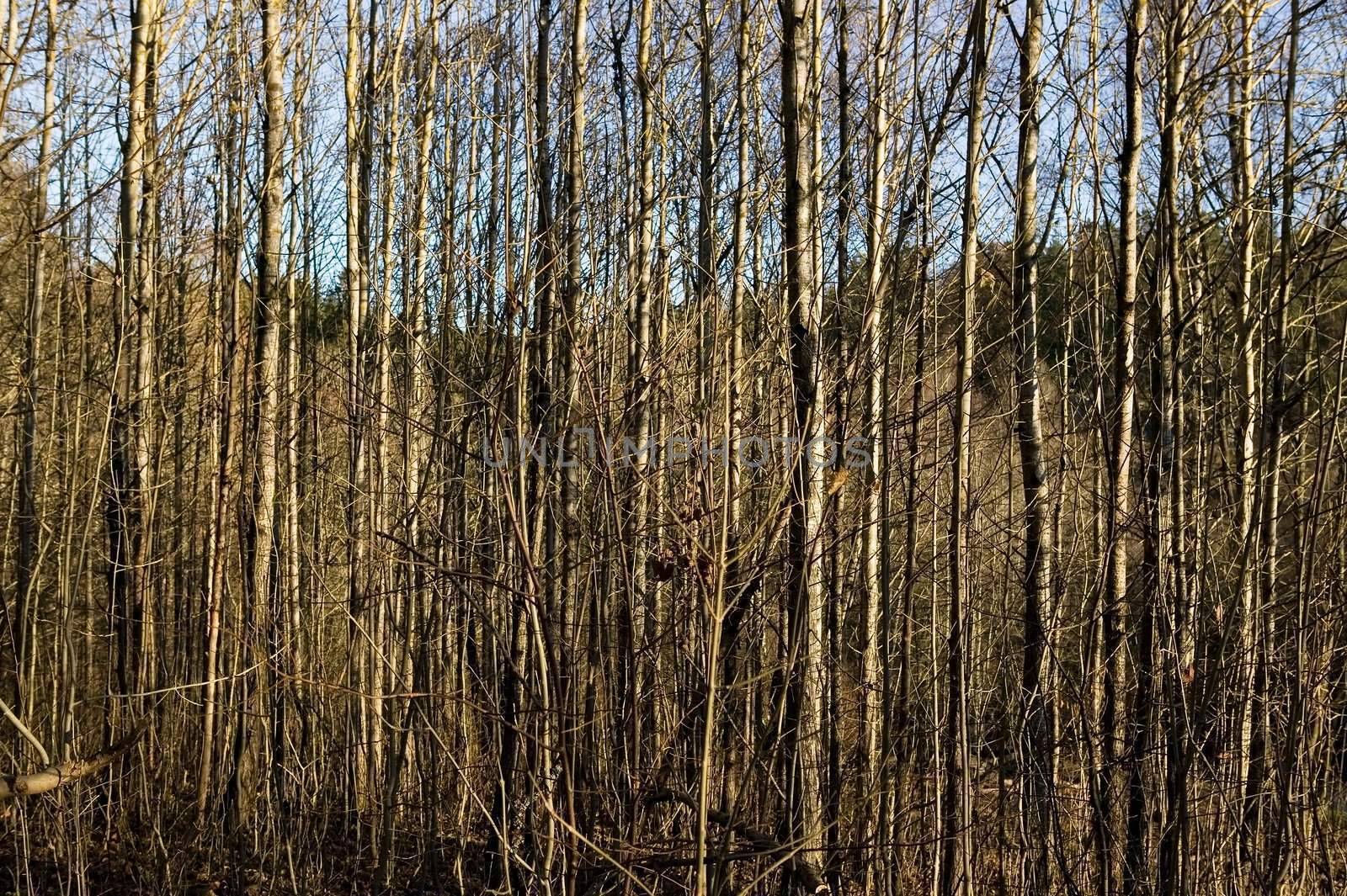A texture background image of many thin trees without leaves.