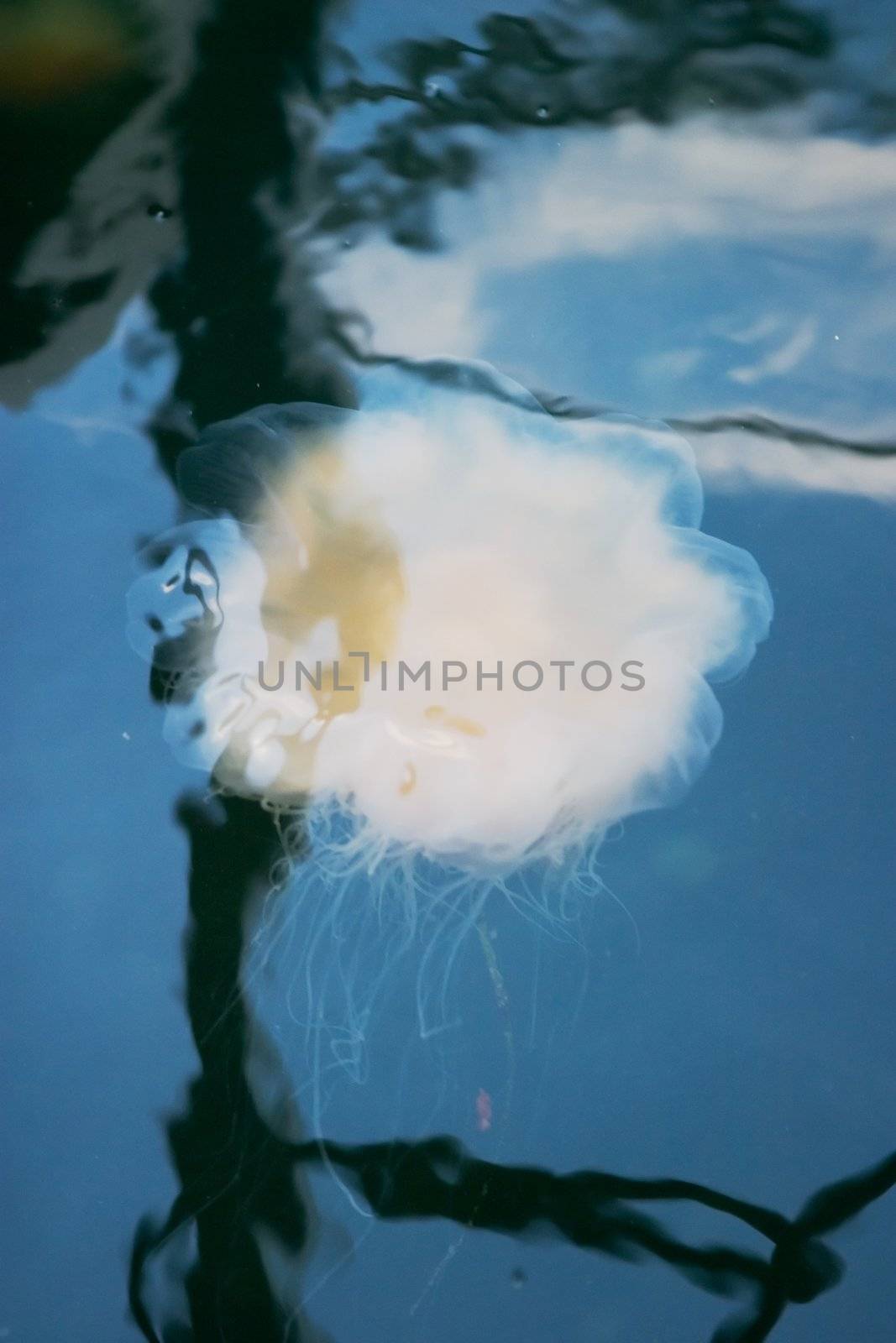 A white jellyfish floating in the ocea