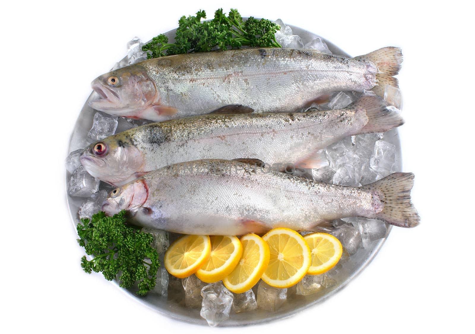 Three fresh trout on plate with ice on white background