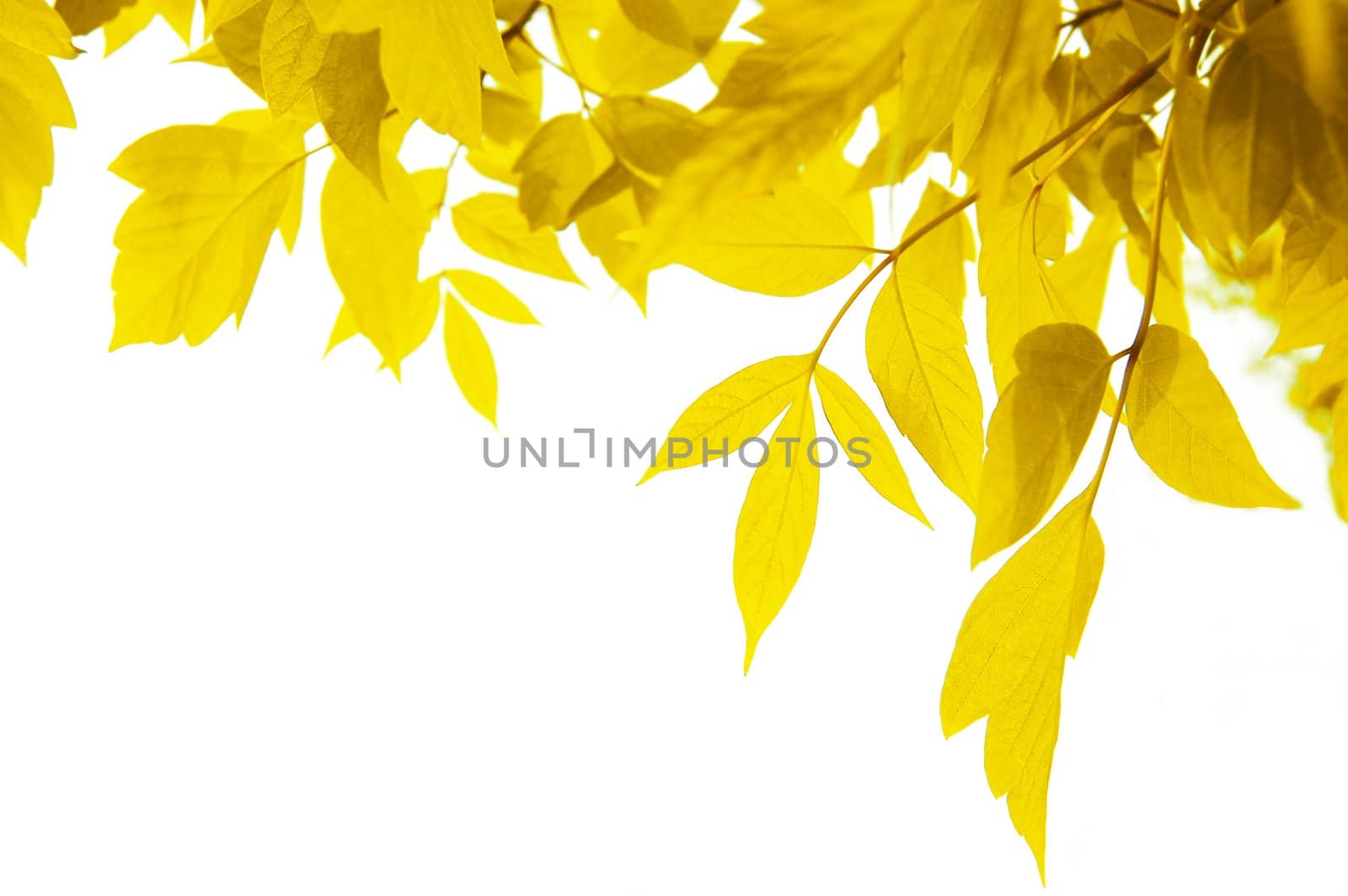 frame of yellow leaves isolated on white