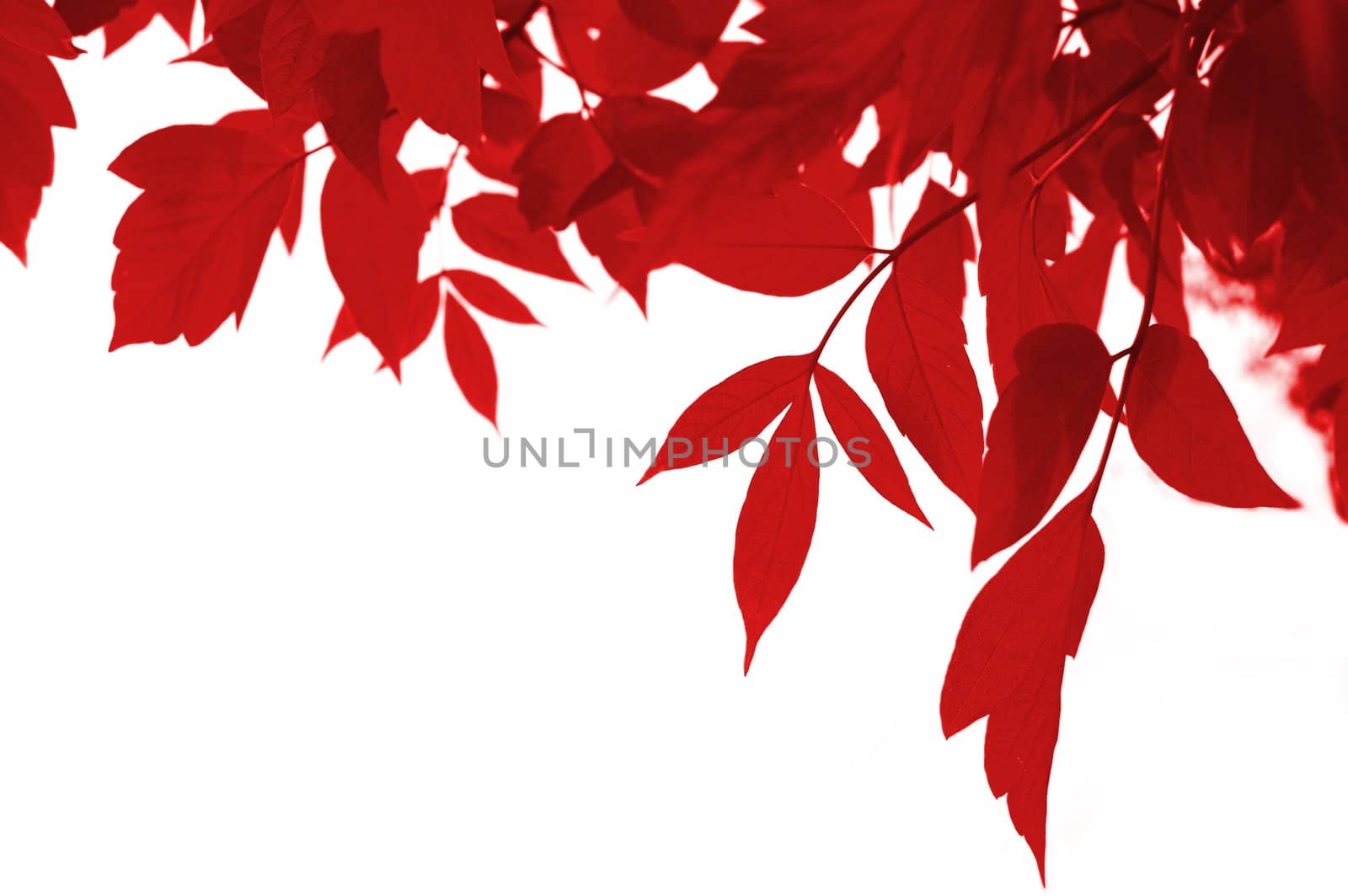 frame of red leaves isolated on white