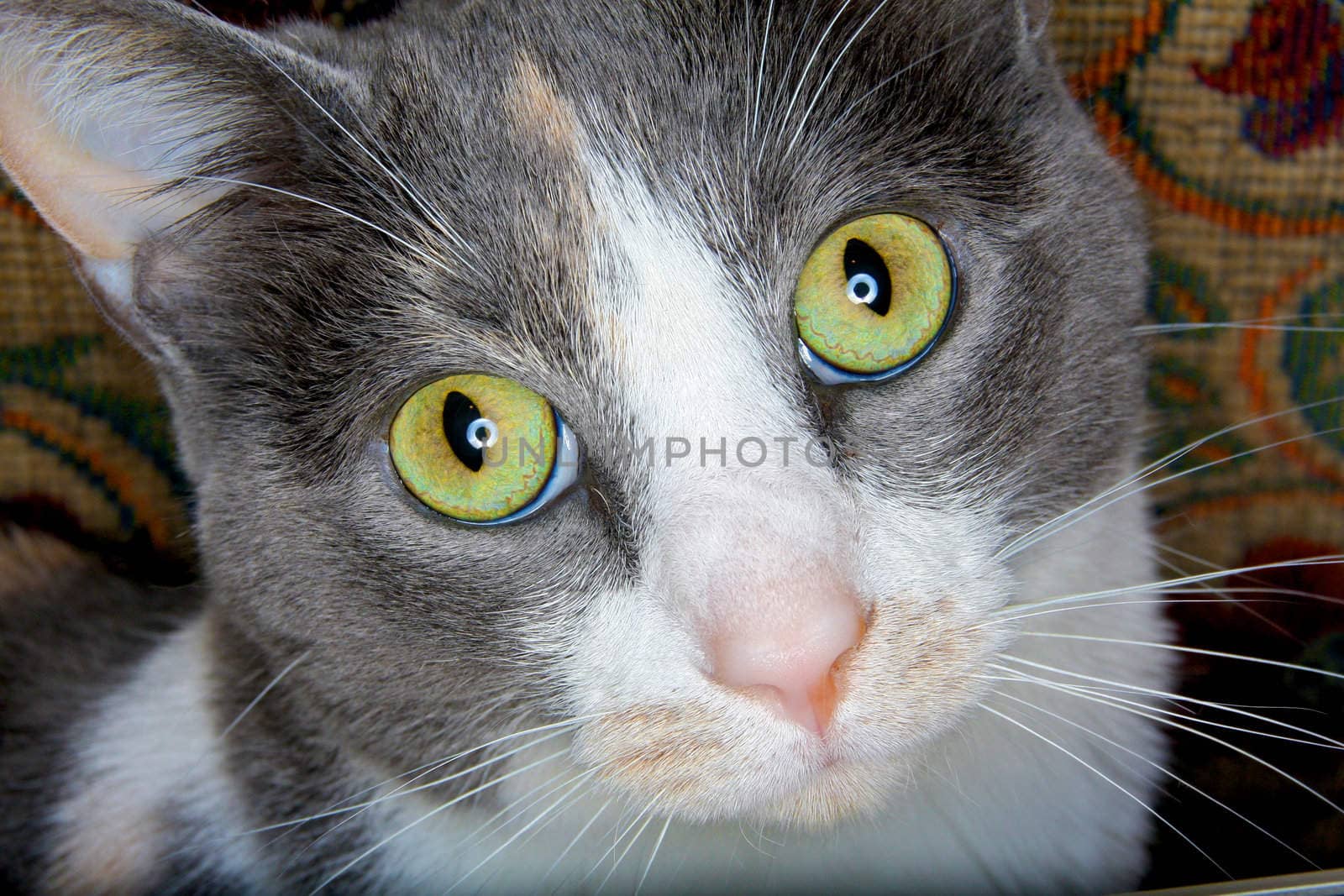 A cat with large green eyes stares straight at the camera.