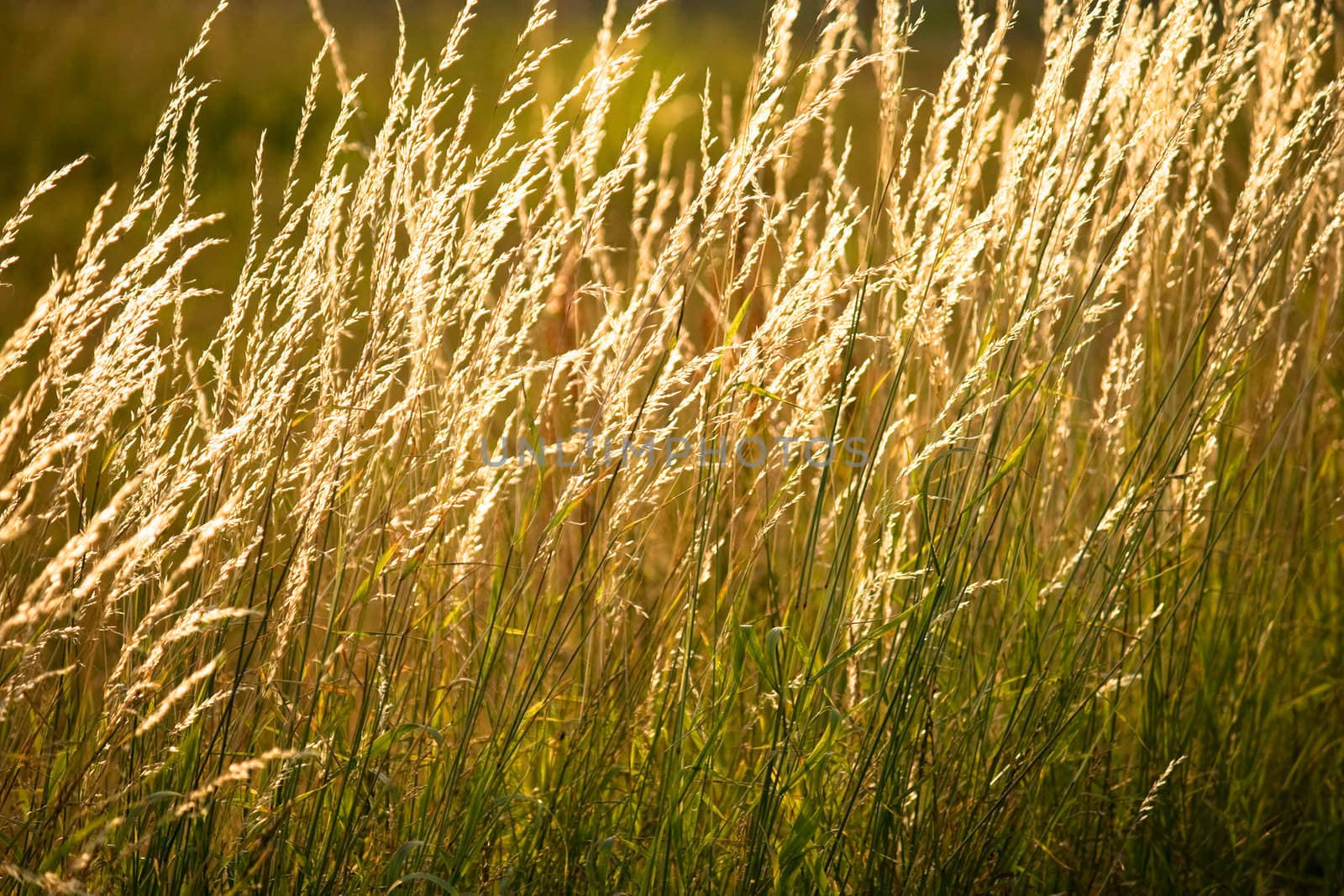 Blades of Grass