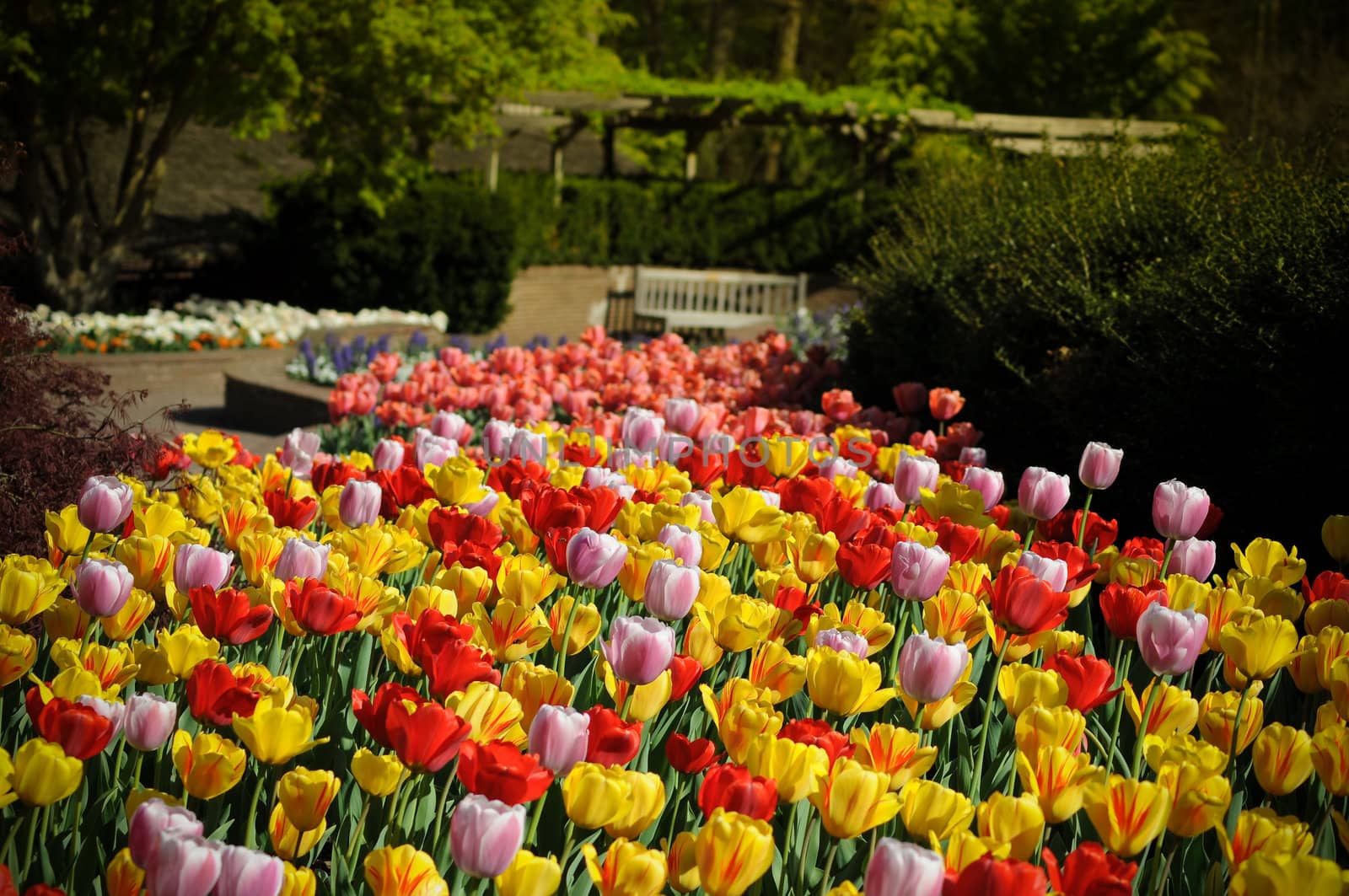 Beautiful colorful tulips in the garden photo was taken in Maryland Public Park 