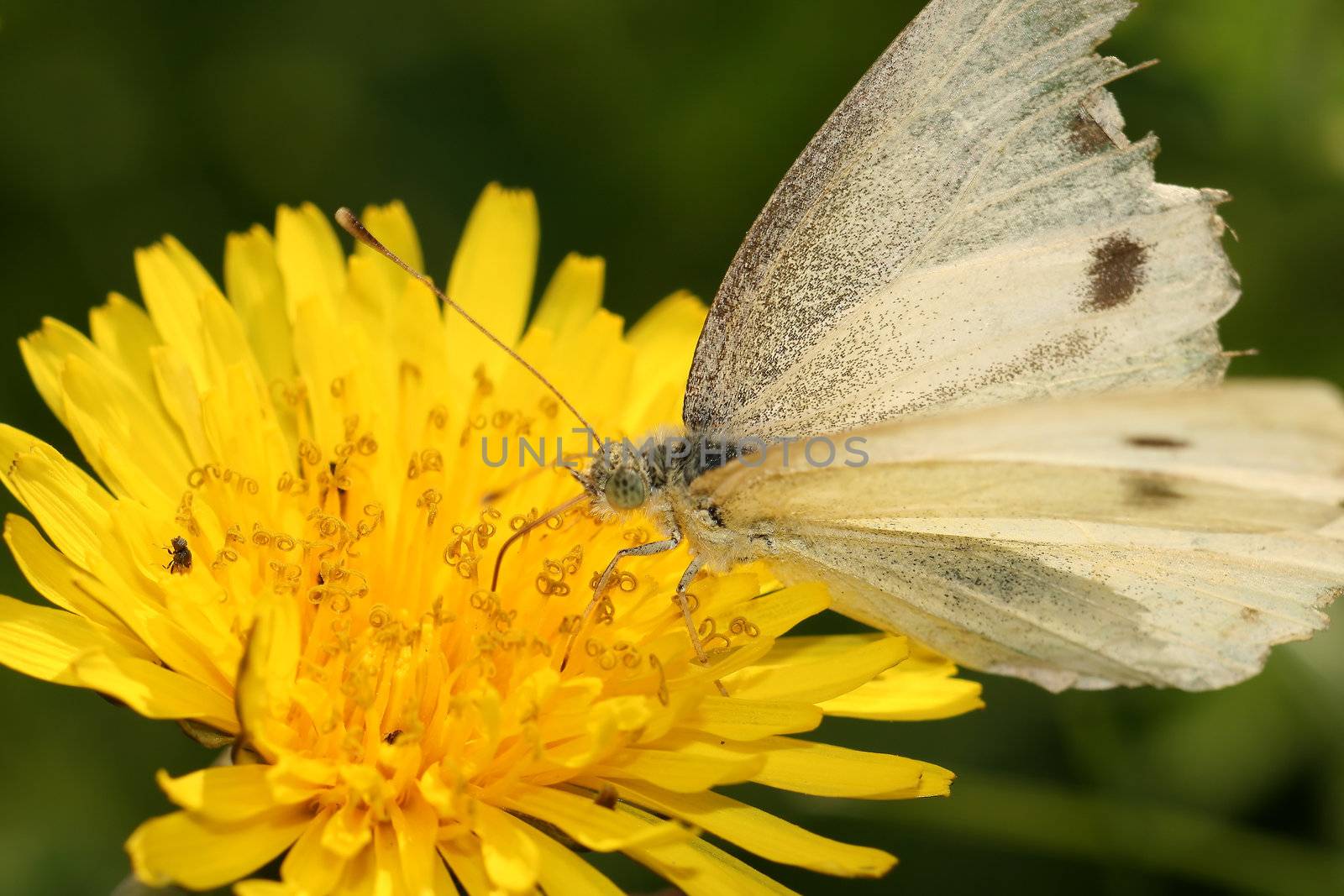 beautiful butterfly on the yellow flower