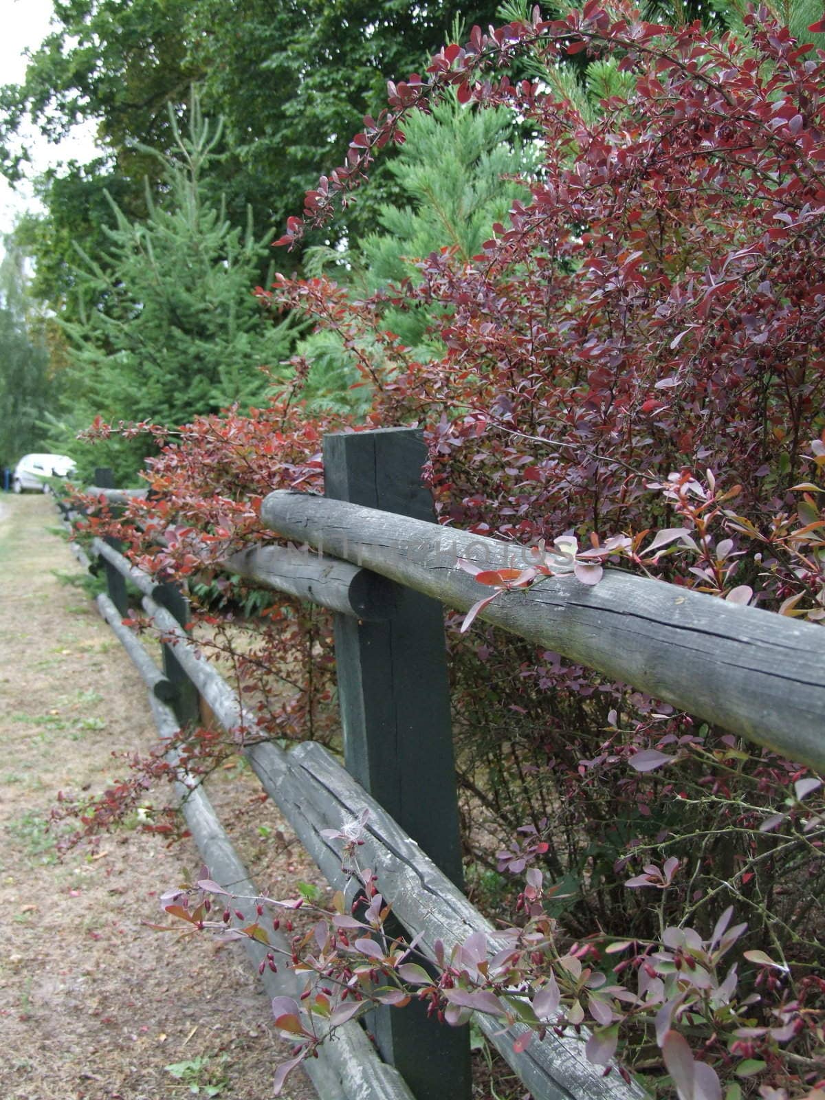 fence, plants, garden