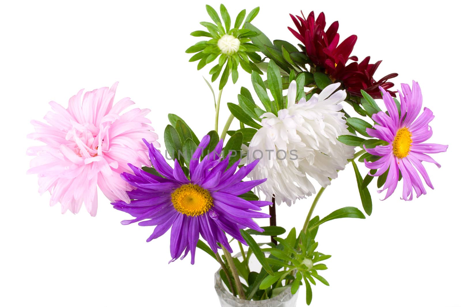 close-up asters bouquet, isolated on white