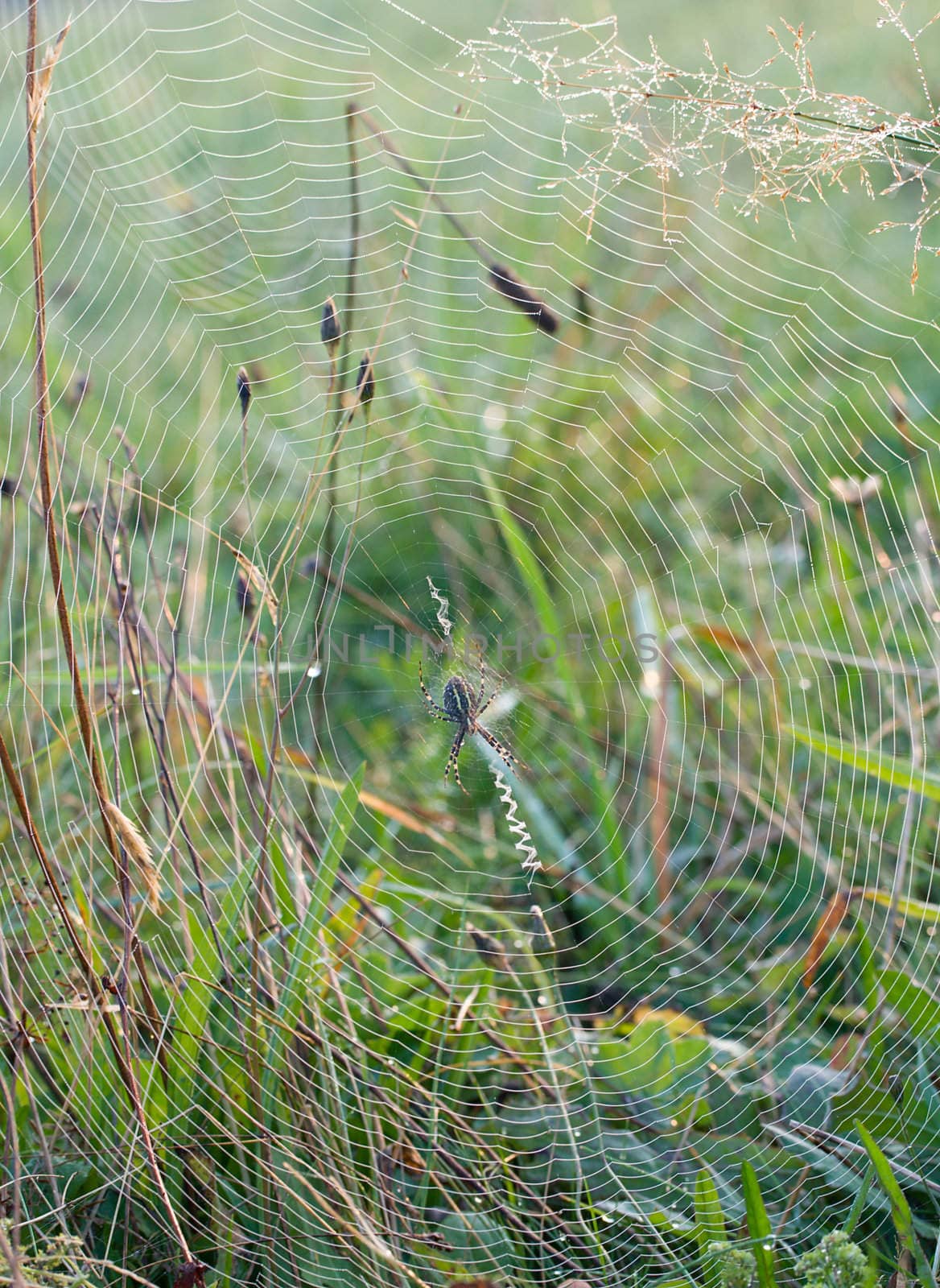 close-up spider's web with spider on center