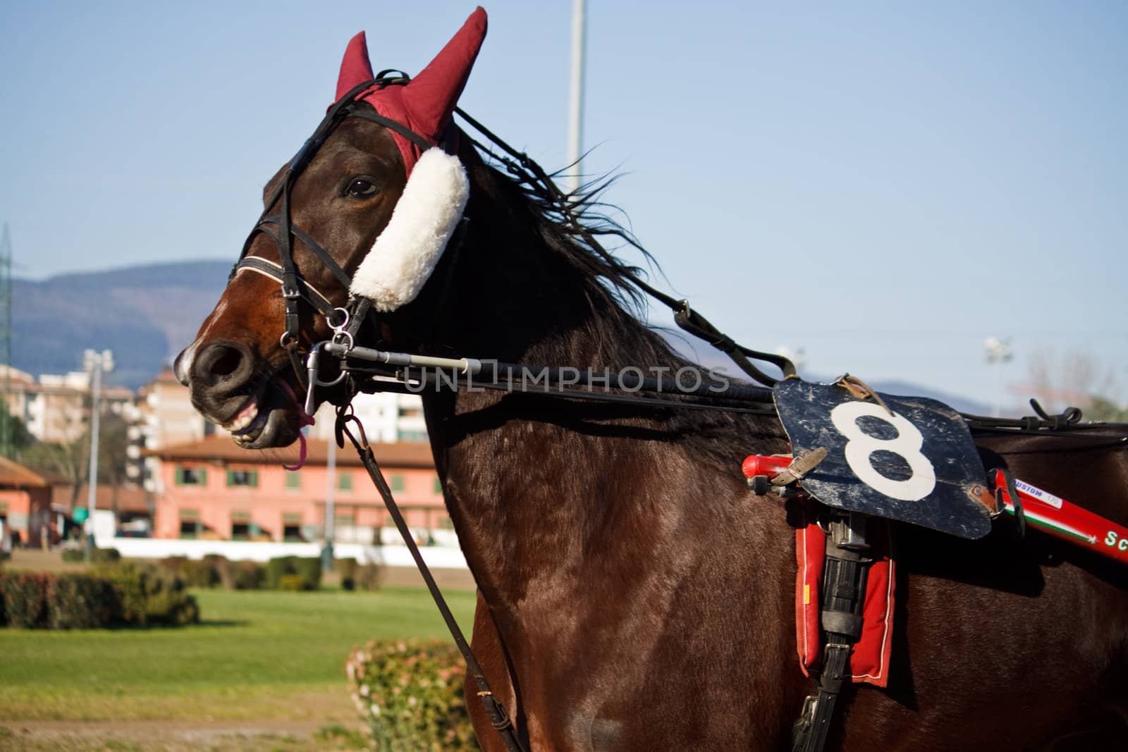 An image of horse trotting cart race competition